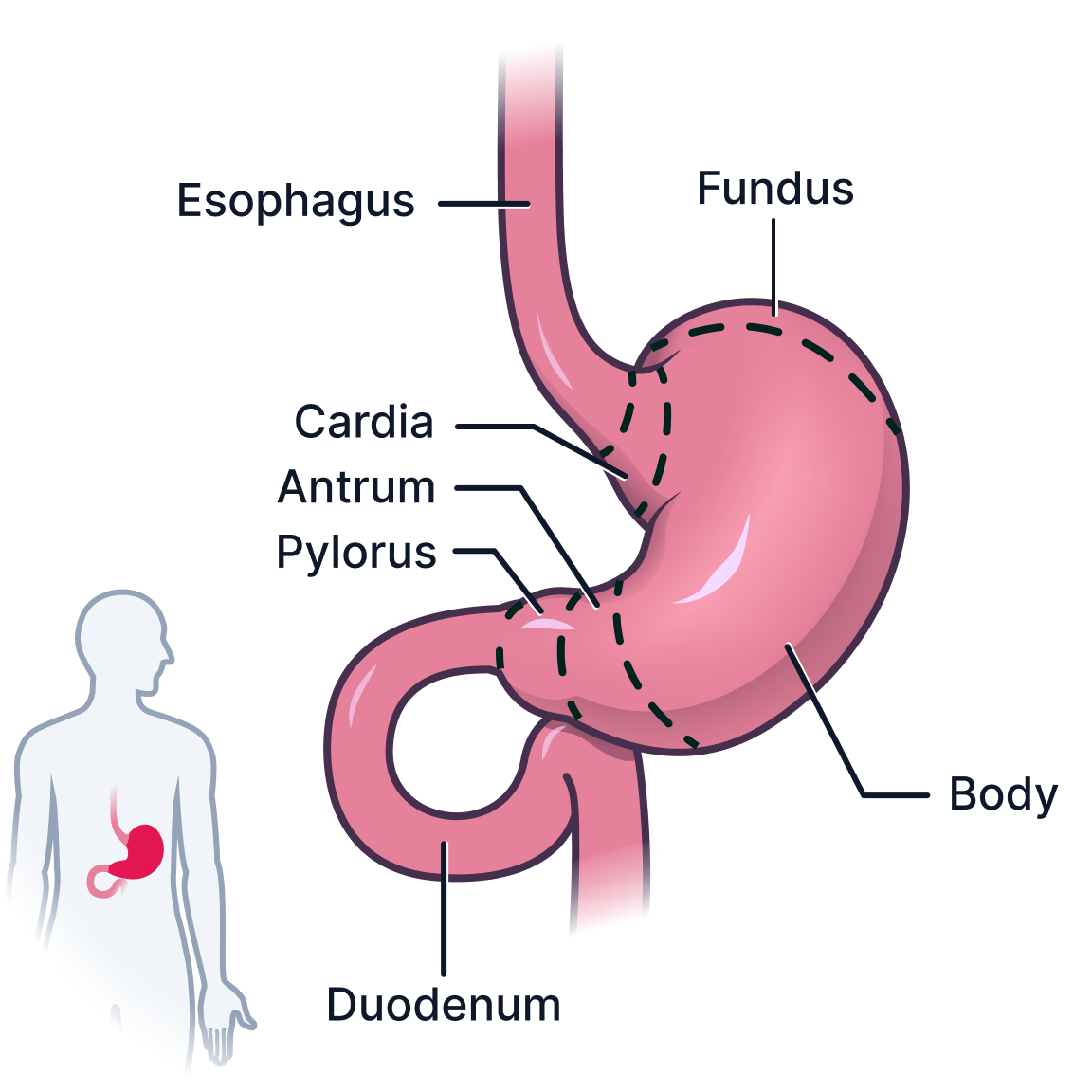 Stomach.png