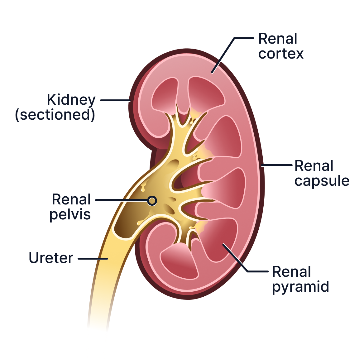Kidney (sectioned).png