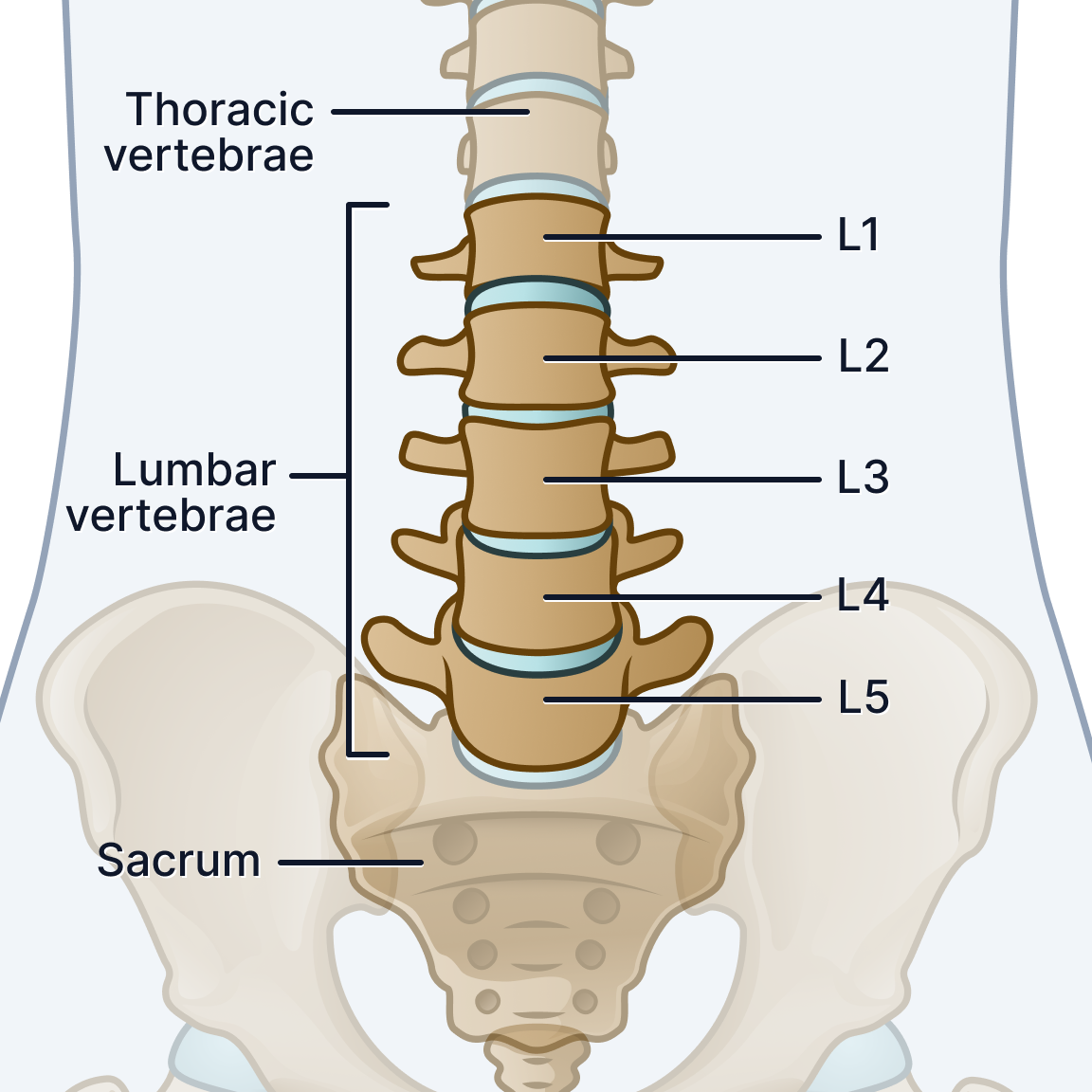 Lumbar spine.png