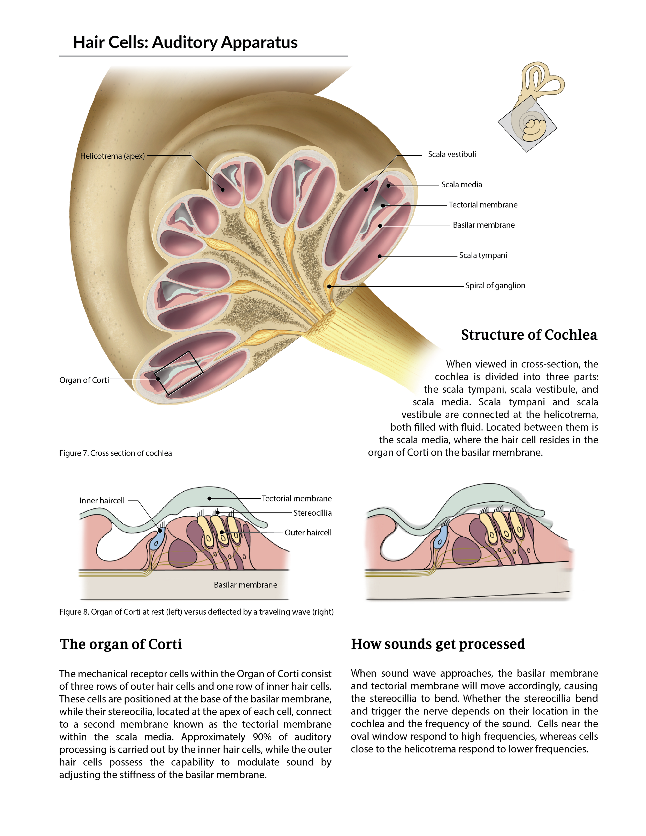 Diagram of the cochlea's structure, showing cross-section views at rest and under a traveling wave, highlighting hair cells, membranes, and key features.