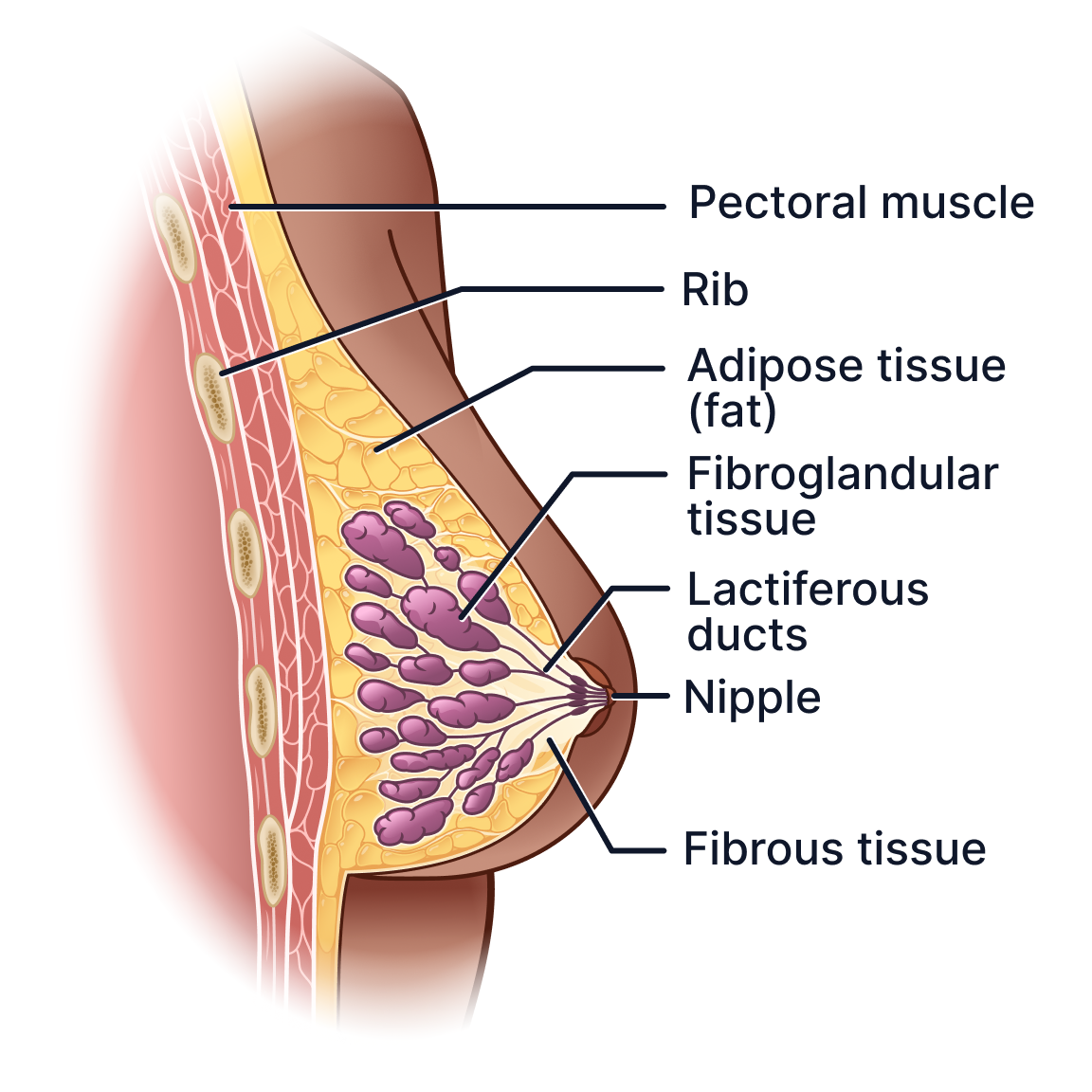 Breast (Entirely Fibroglandular).png