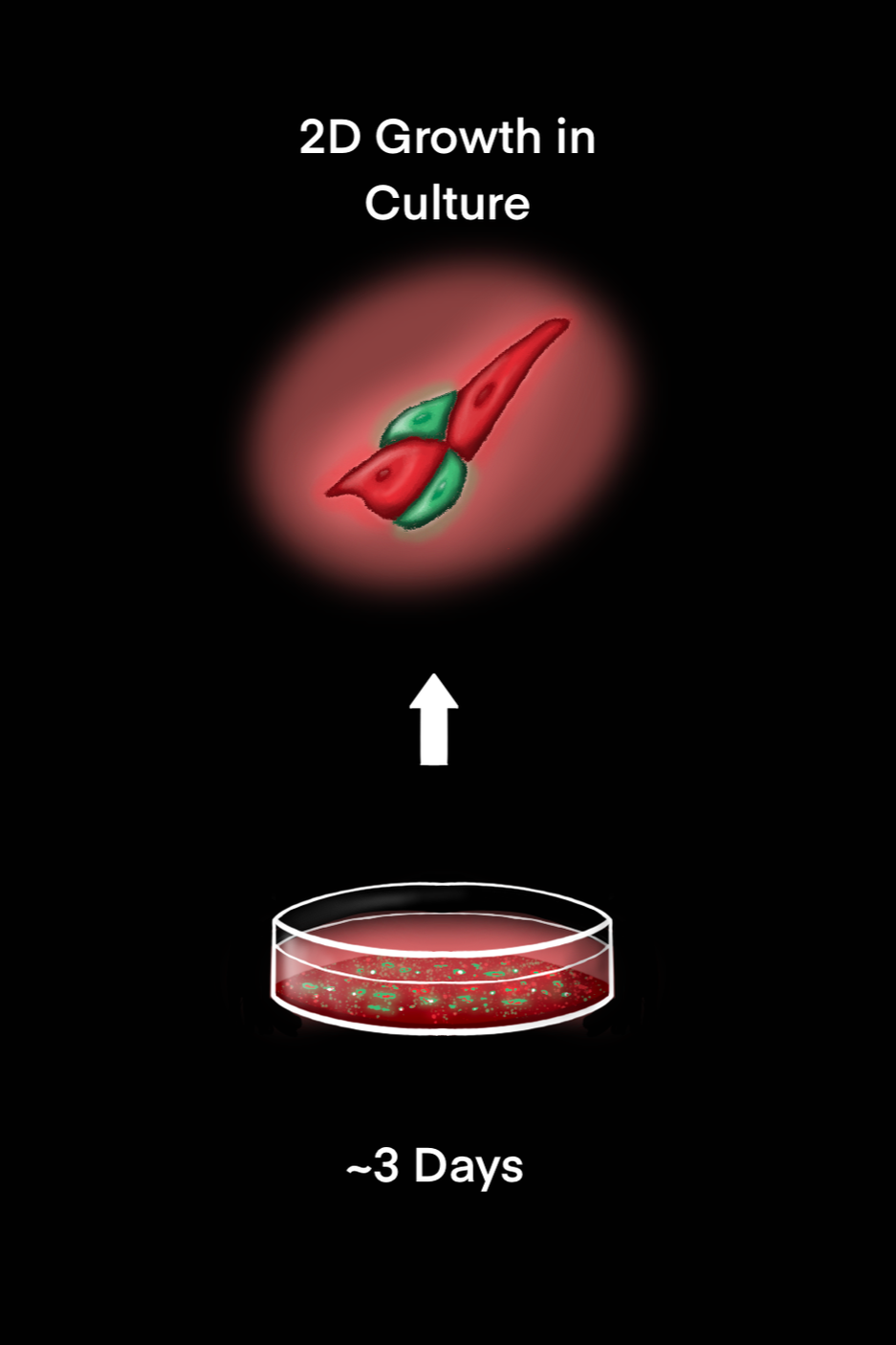 Diagram showing a process where stem cells are cultured for about 3 days, then transformed into a specific cell type, with the stage labeled '2D Growth in Culture'.