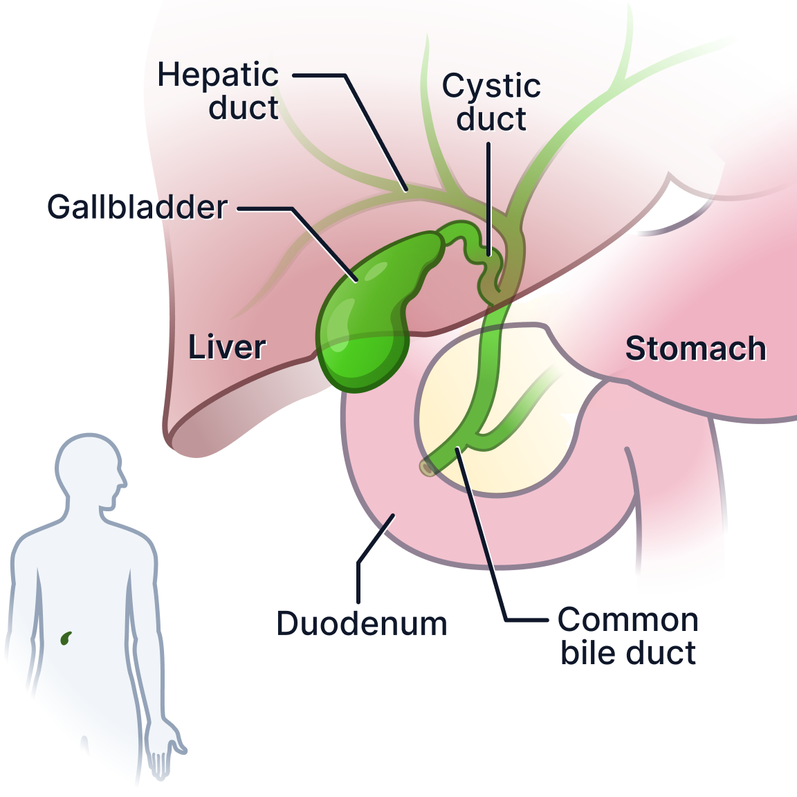 Gallbladder.png