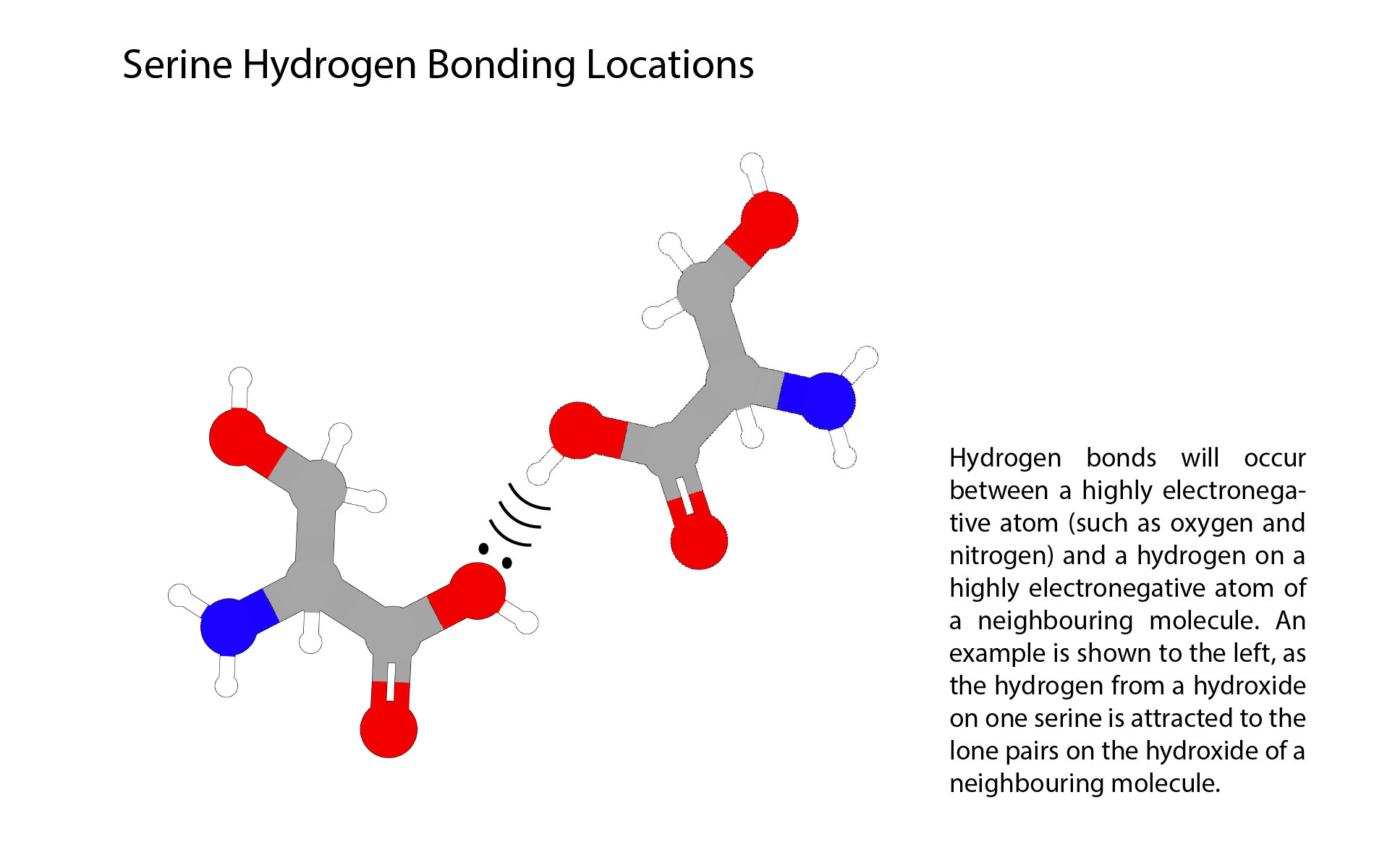 Diagram showing serine molecules with labels and an explanation of hydrogen bonding locations, illustrating hydrogen bonds between highly electronegative atoms and hydrogen atoms in neighboring molecules.