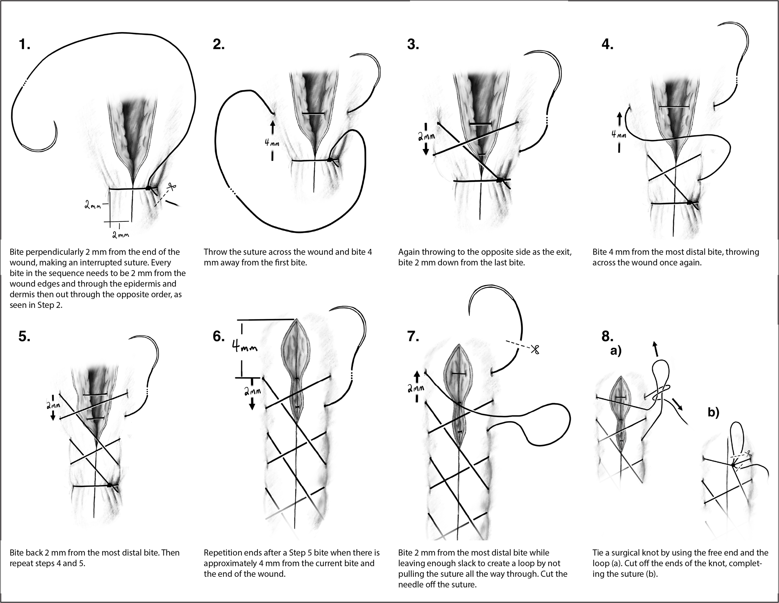 Illustration demonstrating steps for suturing a wound, including measuring, marking, tying knots, and cutting sutures, with specific measurements and techniques for each step.