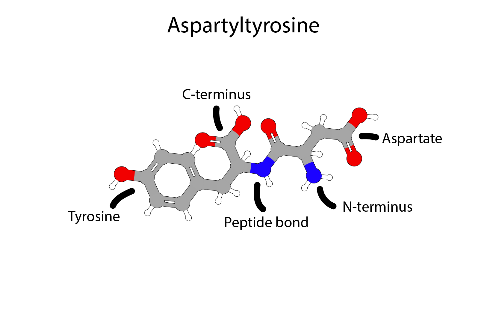 Diagram of the chemical structure of aspartyltyrosine, highlighting key parts such as tyrosine, aspartate, N-terminus, C-terminus, and peptide bond, with labeled black text and red, blue, gray, and white molecular representations.