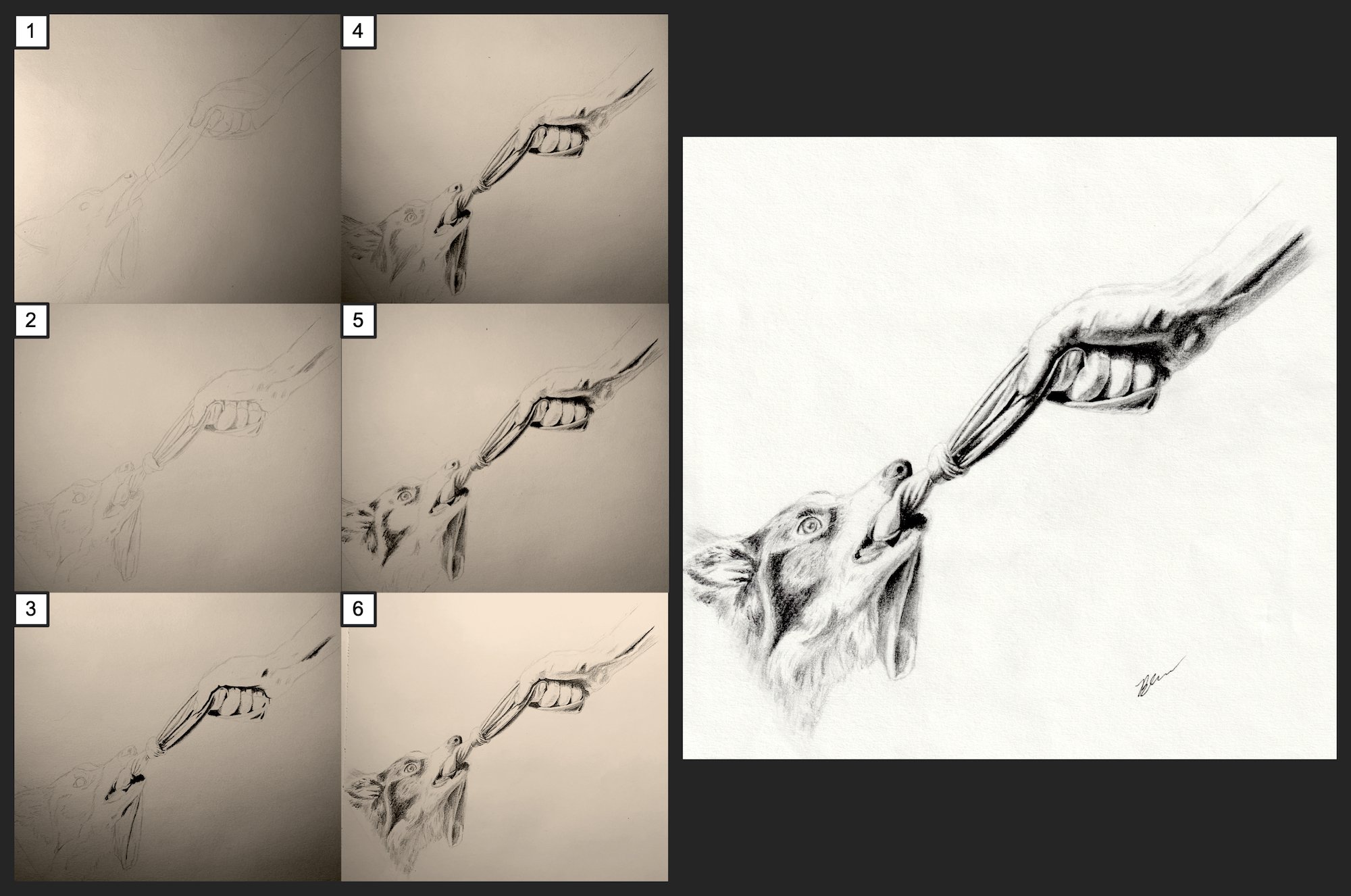 A detailed drawing of a wolf howling while a human hand holds its snout, created with pencil shading. The image shows multiple steps of the drawing process, ending with a fully rendered version on a white background. Tension illustration for my appli