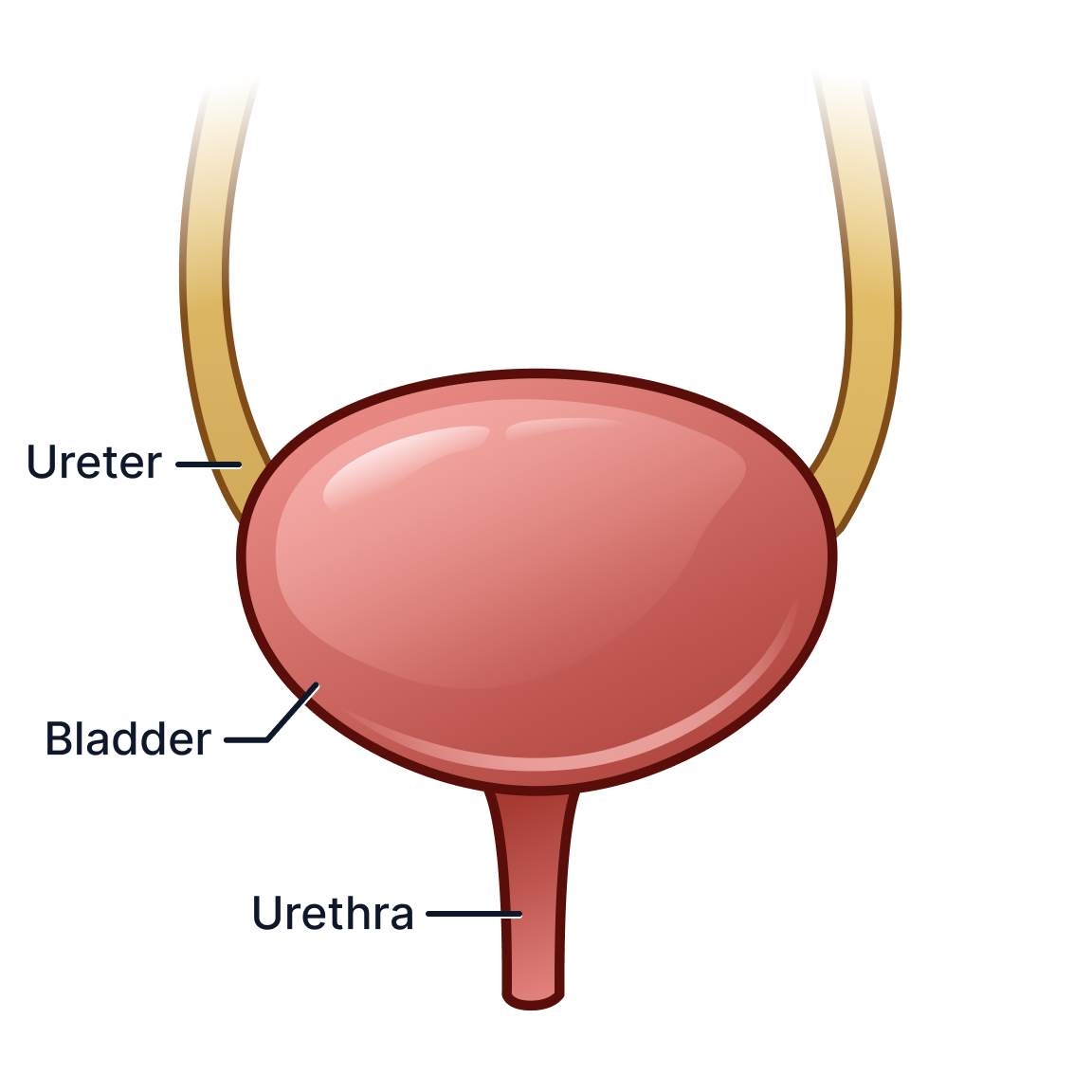 Bladder (individual).png