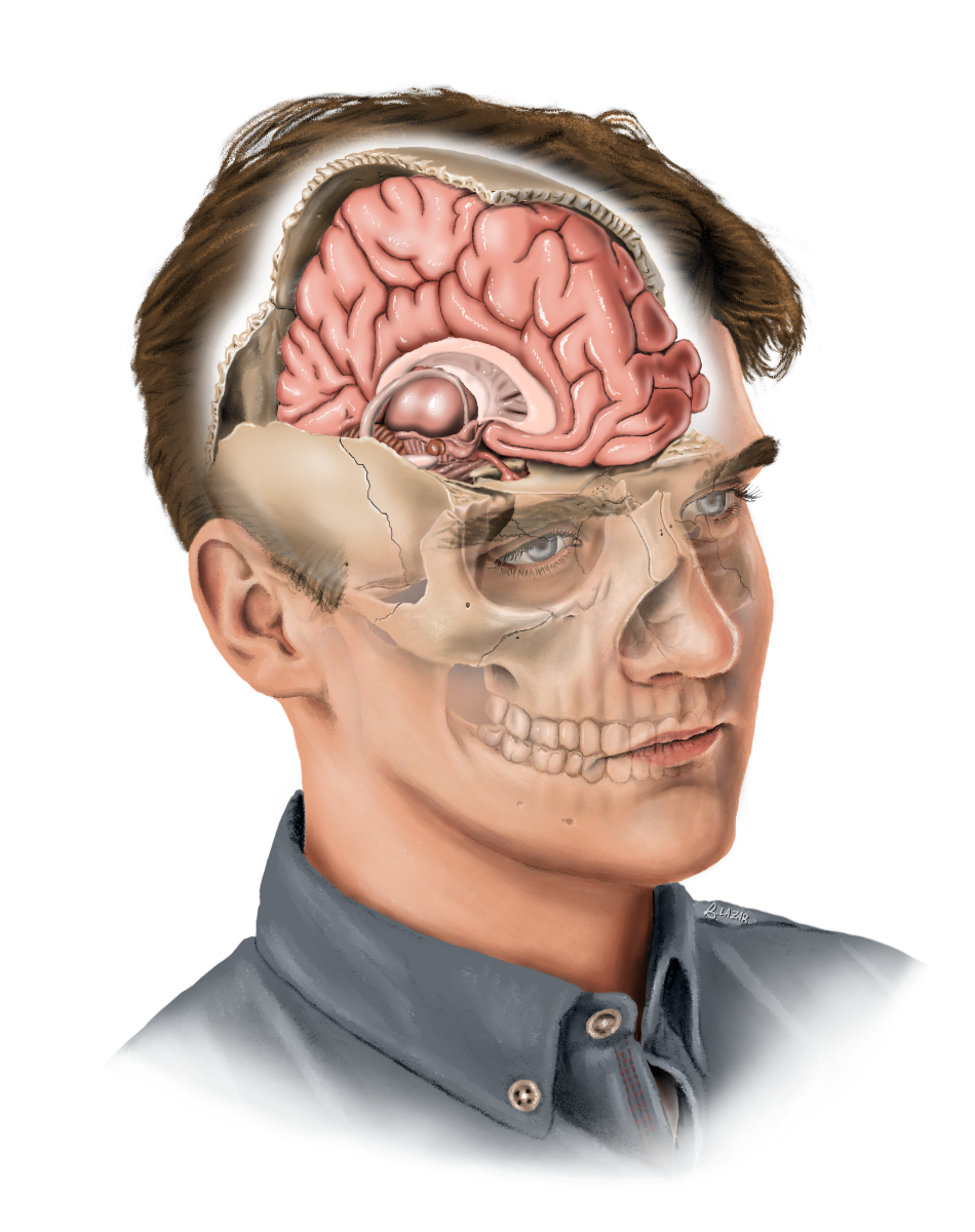 Illustration of a man's head with a transparent top revealing the brain, skull, and face muscles underneath.