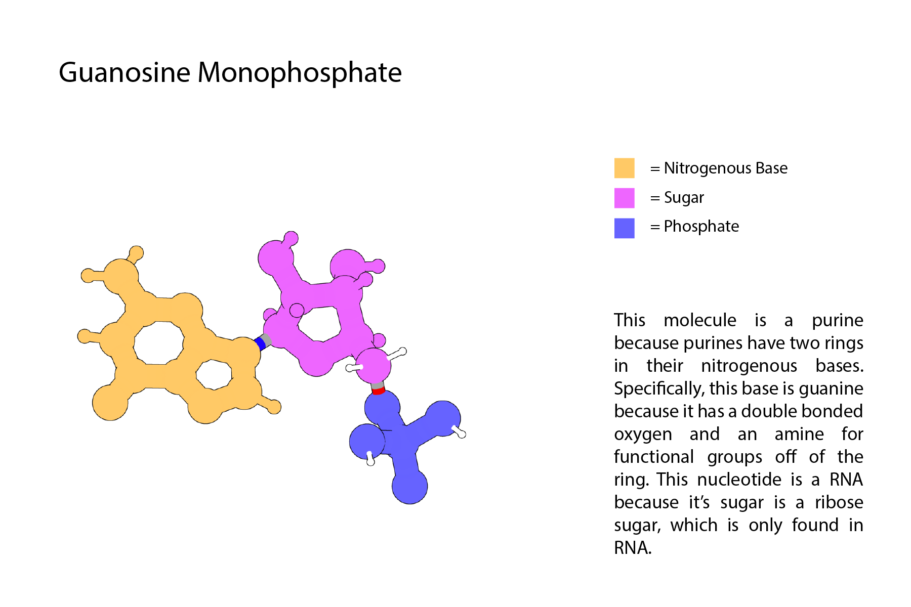 Diagram of a guanine monophosphate molecule with color-coded components: orange for nitrogenous base, purple for sugar, blue for phosphate, and small white circles representing hydrogen atoms. The diagram includes a legend explaining the color codes 