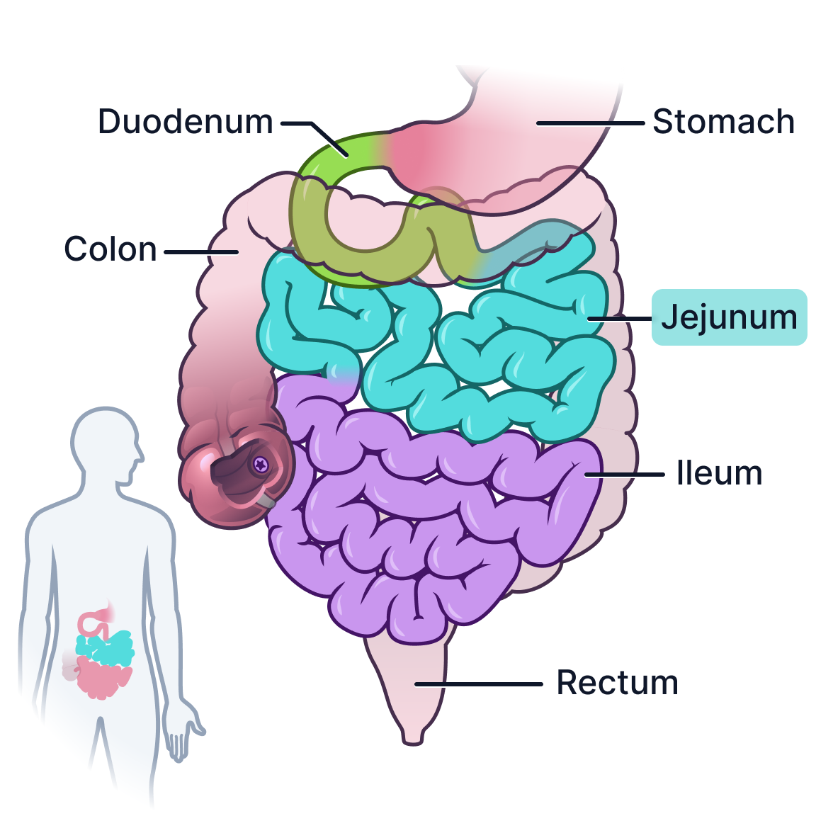 Jejunum.png