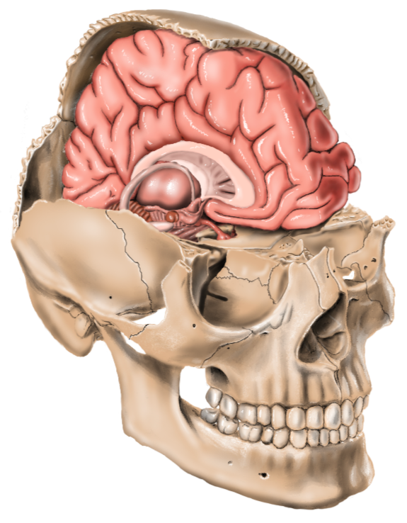 2. Inrerior_Neuro_Self_Portrait_Website.png