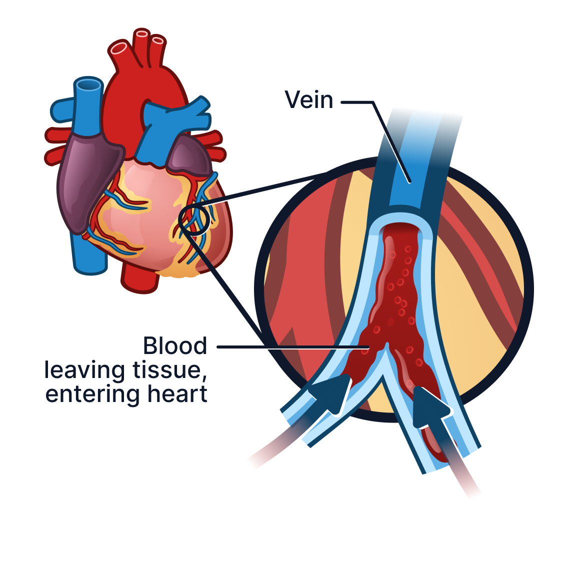 Vein.png