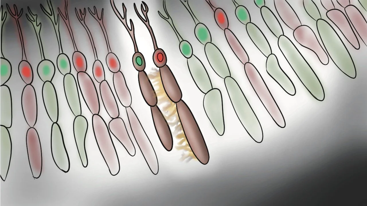 A diagram of a biological cell membrane showing various proteins and lipid bilayer structure, with some proteins labeled in red and green.