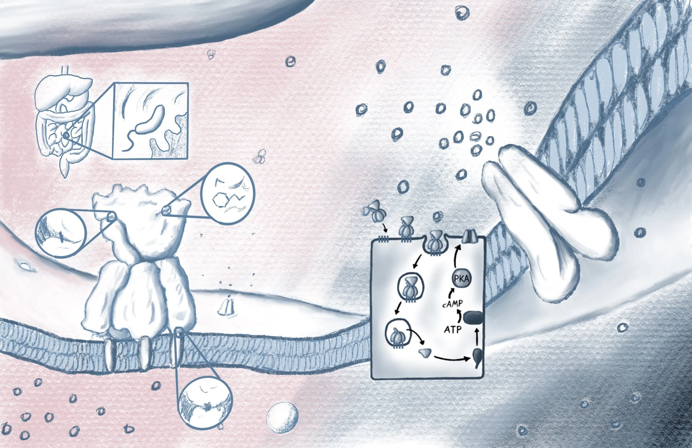 Concept sketch of cellular and molecular piece on the mechanism of the cholera toxin done for molecular visualization course during the BMC program. Summer 2023.