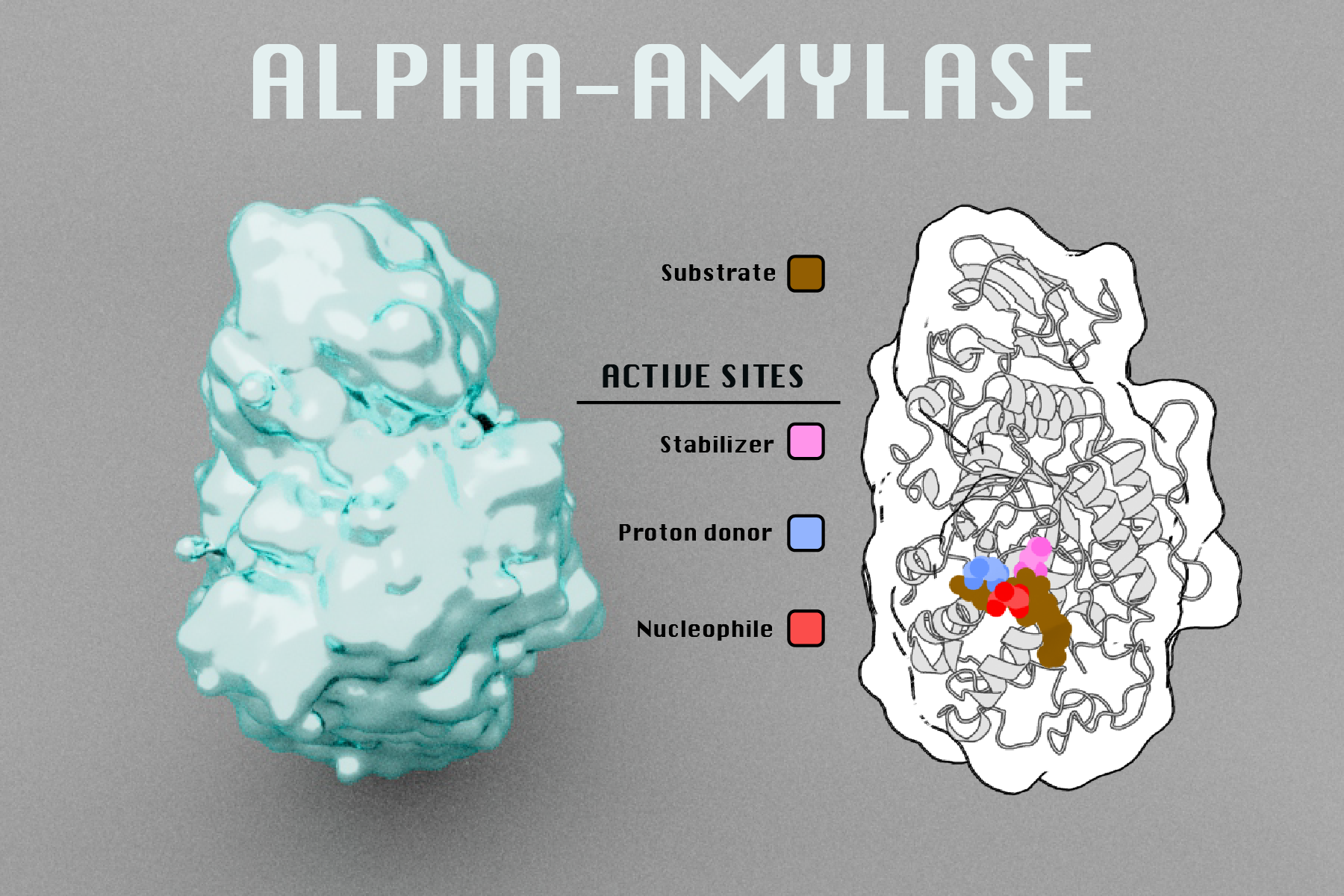 Diagram showing the structure of the alpha-amylase enzyme, including active sites with labeled components: substrate (brown), stabilizer (pink), proton donor (blue), and nucleophile (red). A 3D visualization of the enzyme is on the left and a schemat
