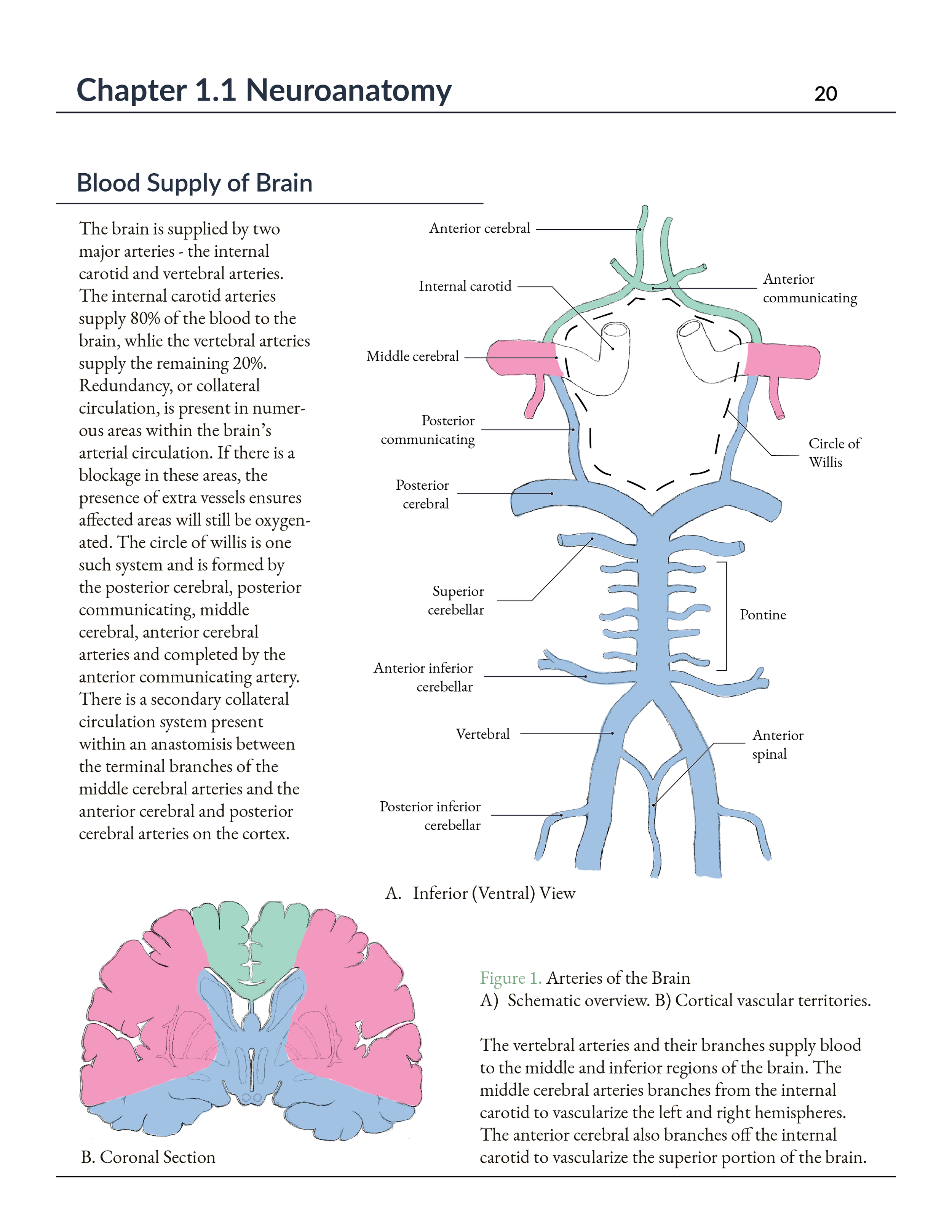 Diagram of the brain's blood supply, showing arteries in a schematic overview and their vascular territories in a coronal section, including anterior cerebral, internal carotid, middle cerebral, posterior communicating, circle of Willis, superior cer