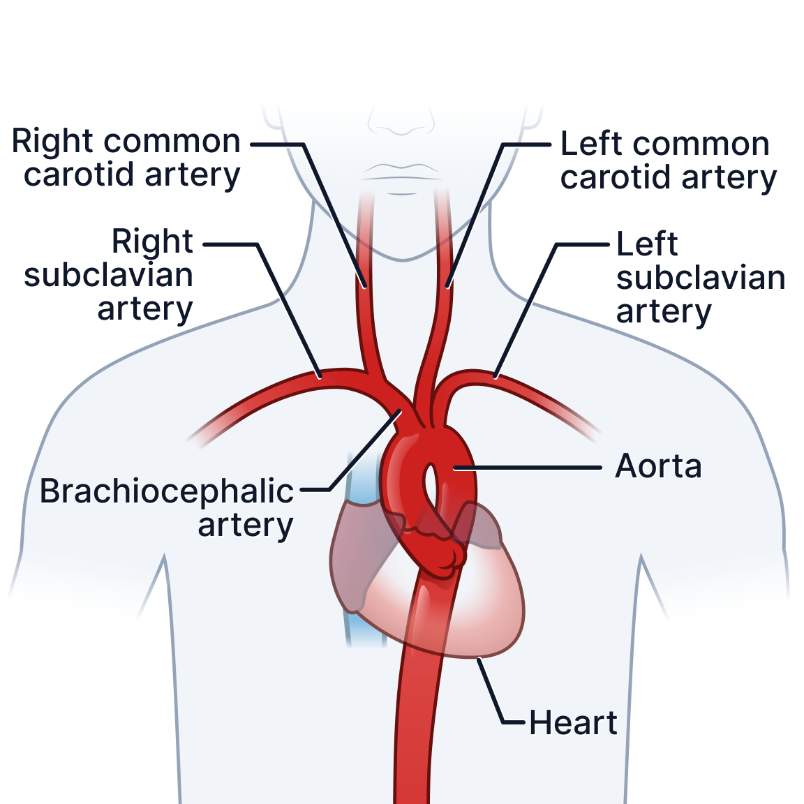 Aortic arteries.png
