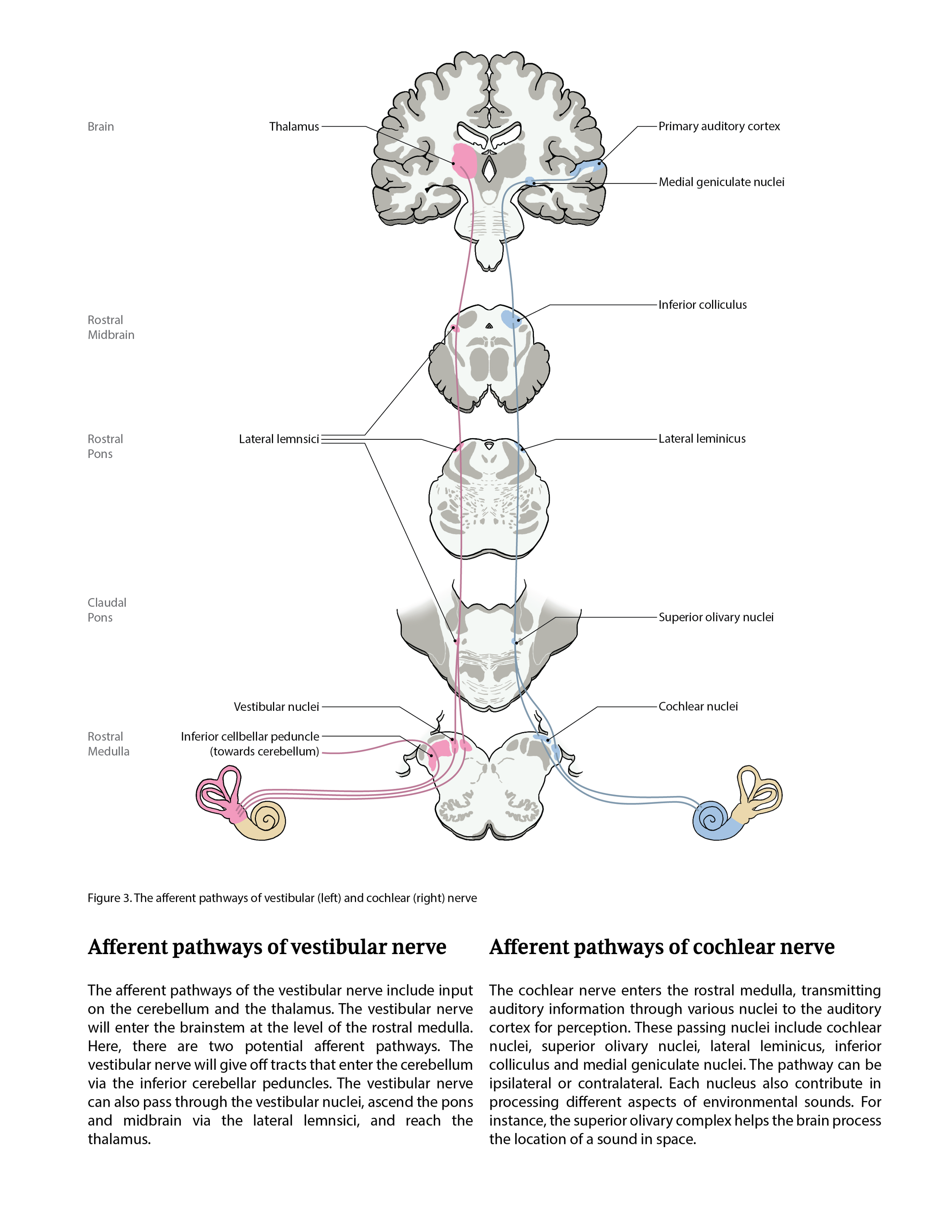 Diagram of the brain and ears showing the afferent pathways of the vestibular and cochlear nerves with labels indicating different regions and nuclei.