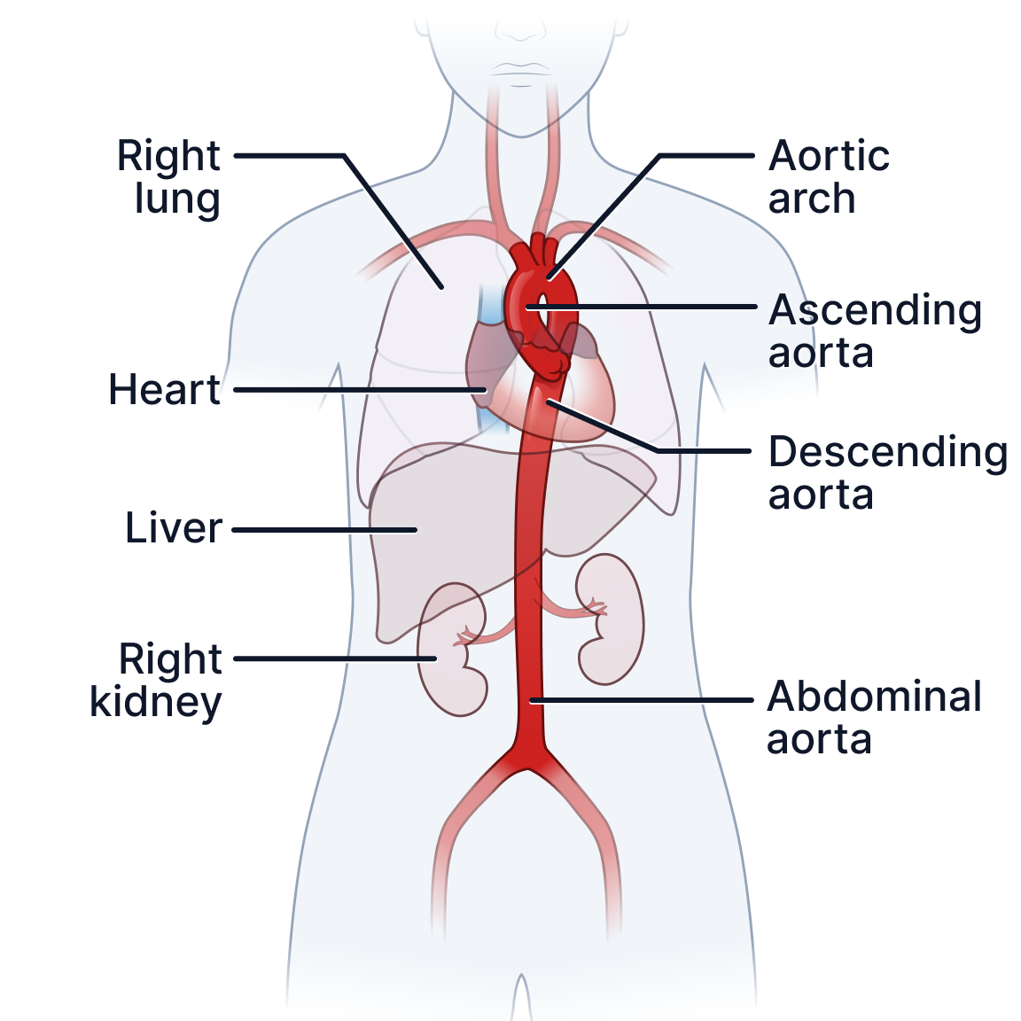 Aorta.png