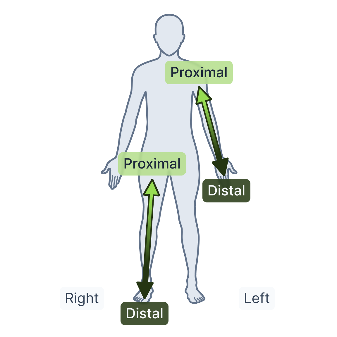 Distal Proximal.png
