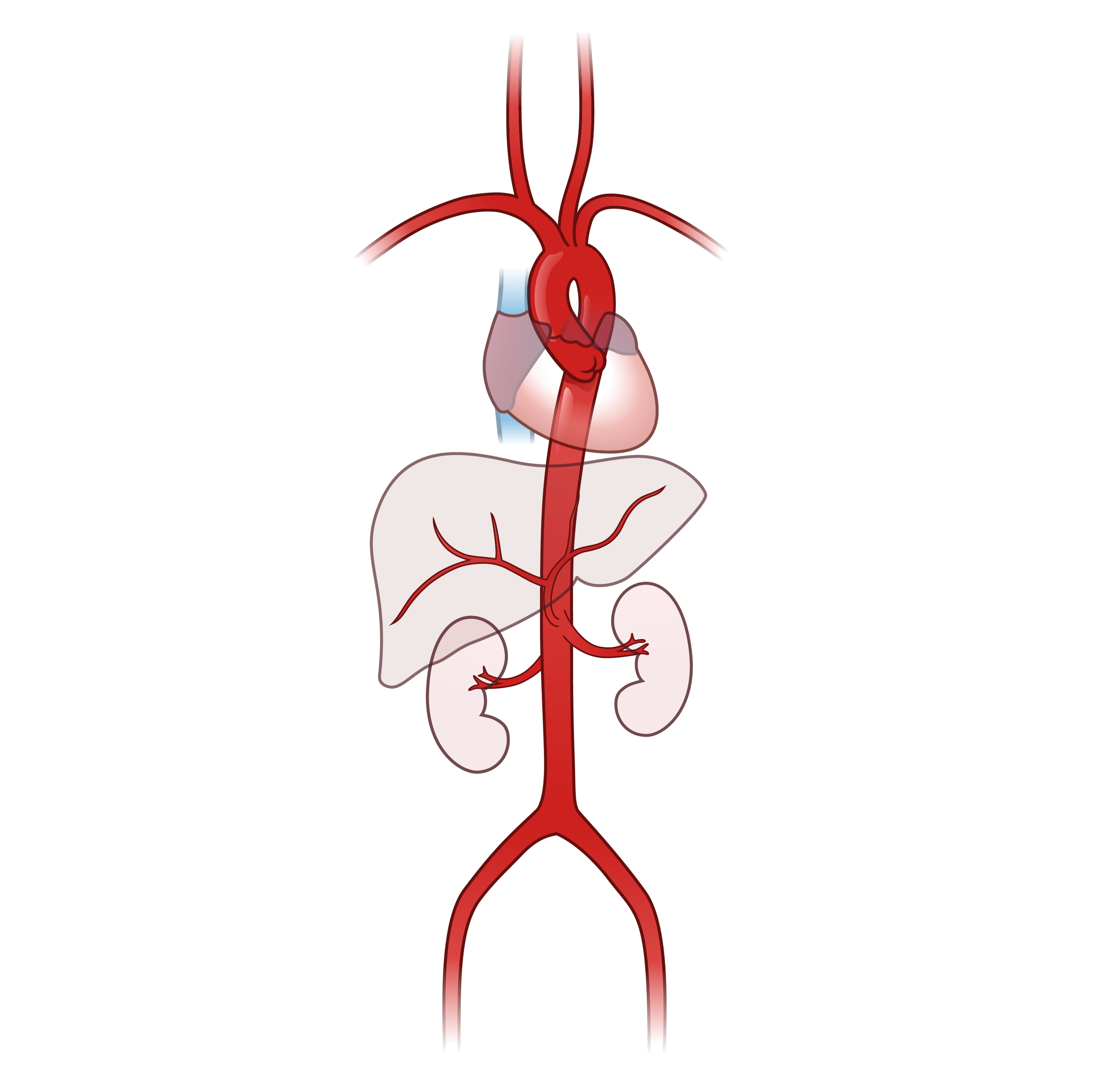 Aorta Illustration v005.png