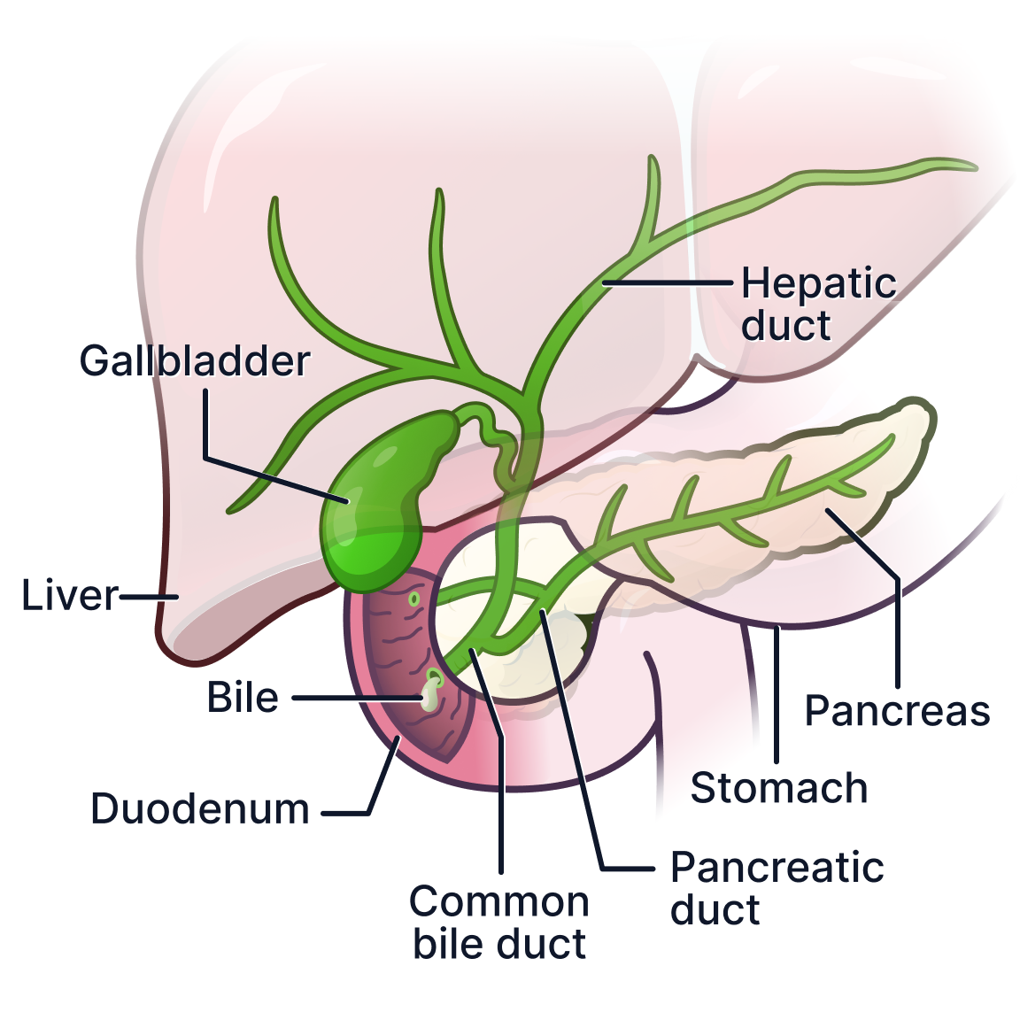 Biliary Tree.png