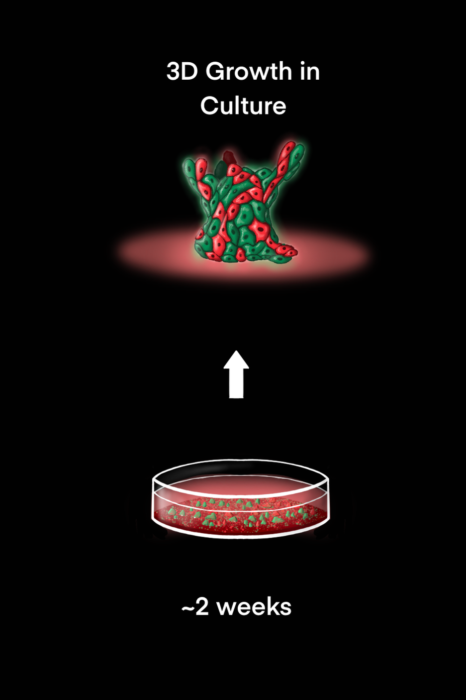 Diagram showing 3D growth in culture using a petri dish with red and green cells, leading to a final 3D structure after approximately 2 weeks.