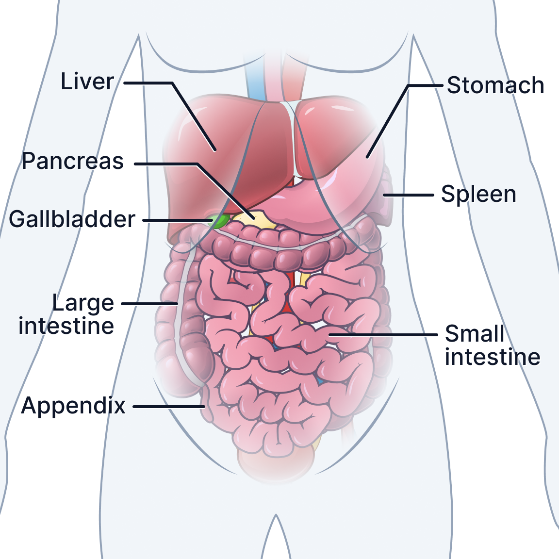 Abdomen.png