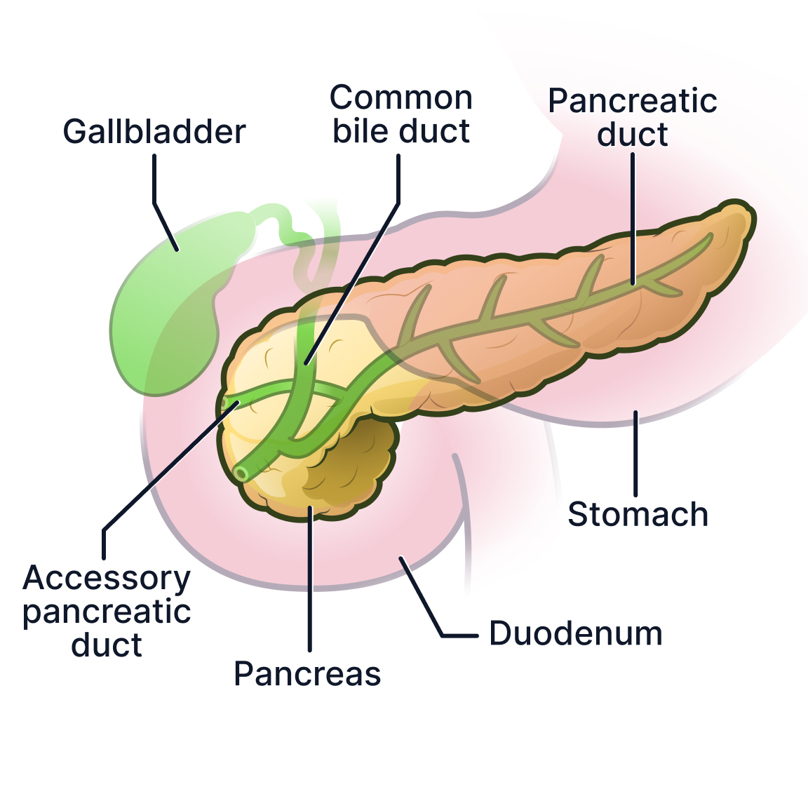Pancreas (individual).png