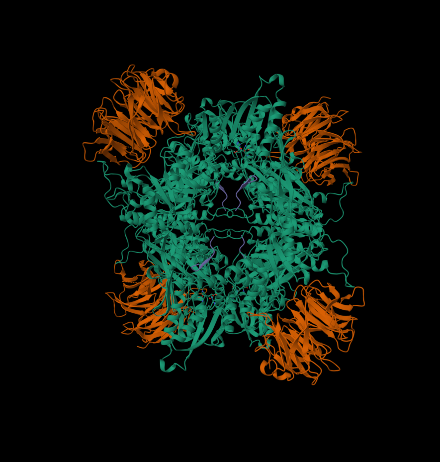 PRMT5