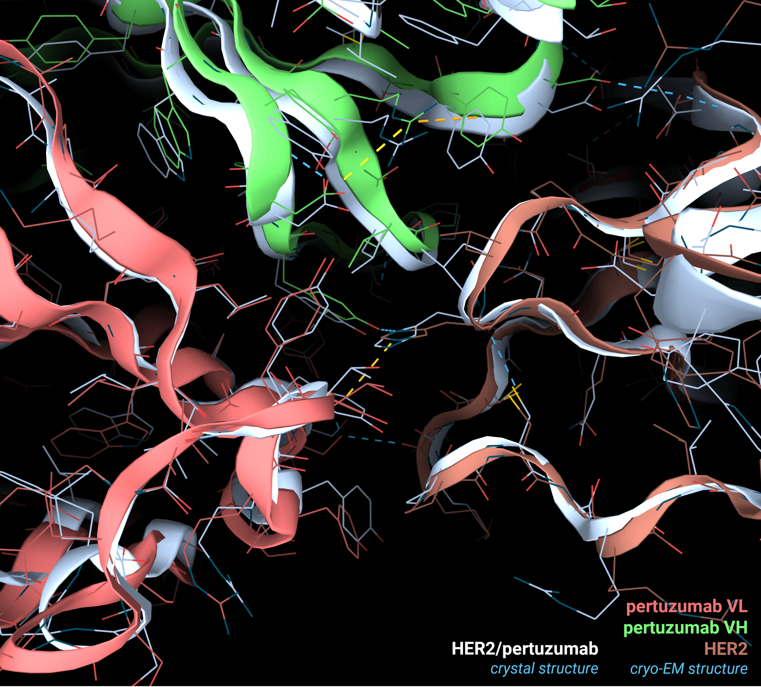 Htp Protein Human epidermal growth factor receptor 2 (HER2) - Protein of the Month ...