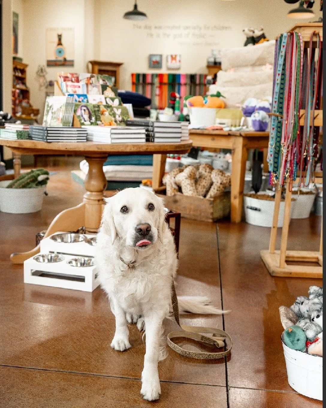 Have you met our taste tester Roux?  She makes sure all our treats and chews are only the very best you can buy.  It&rsquo;s a tough job, but someone has to do it.