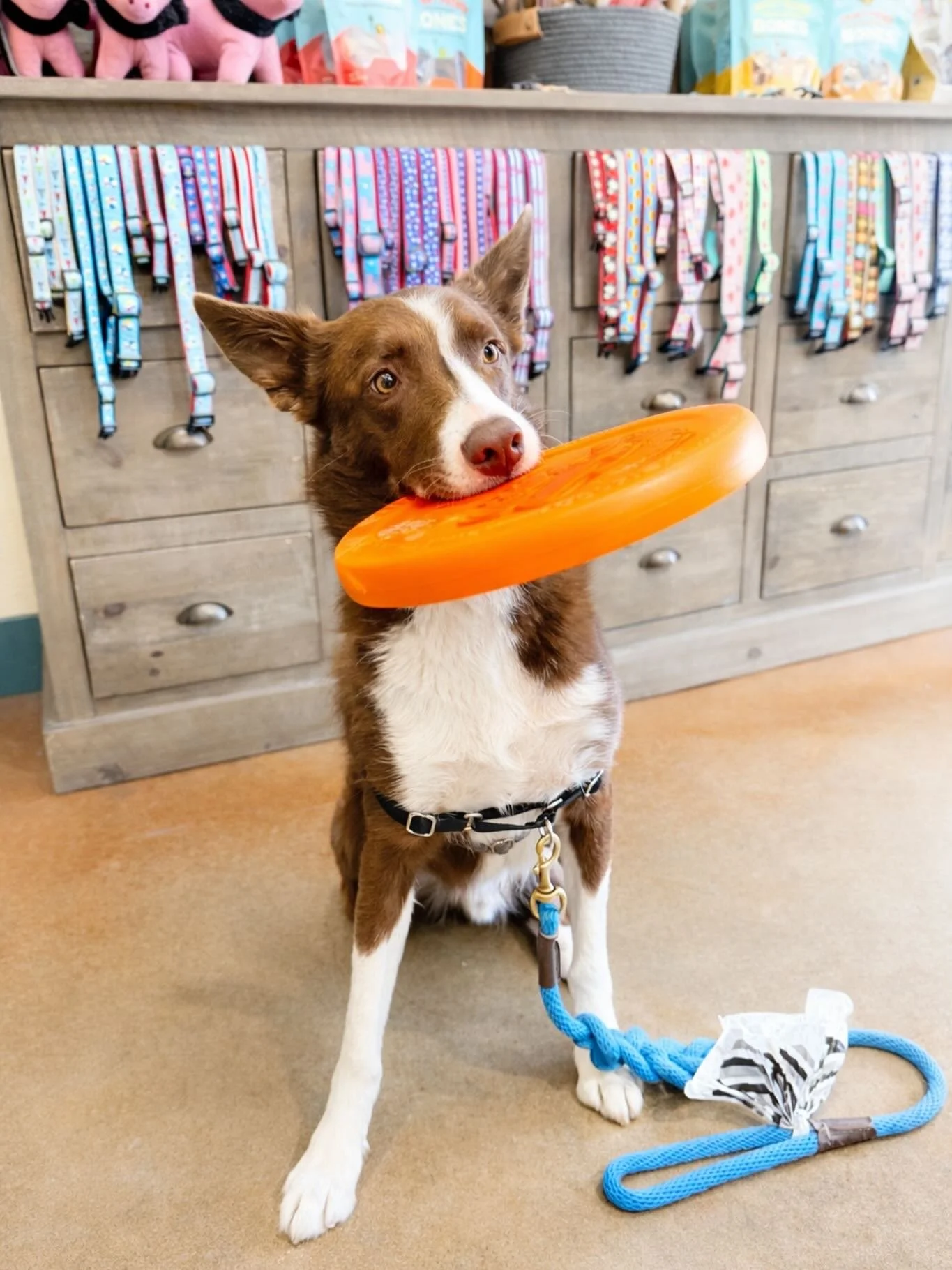 Spring is here and Sprig is ready to hit the park with his new frisbee!