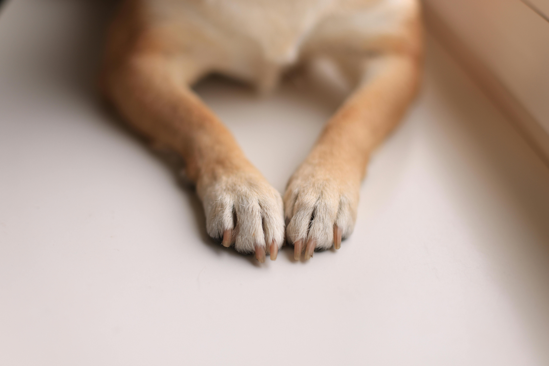 Small dog's paws making the shape of a heart