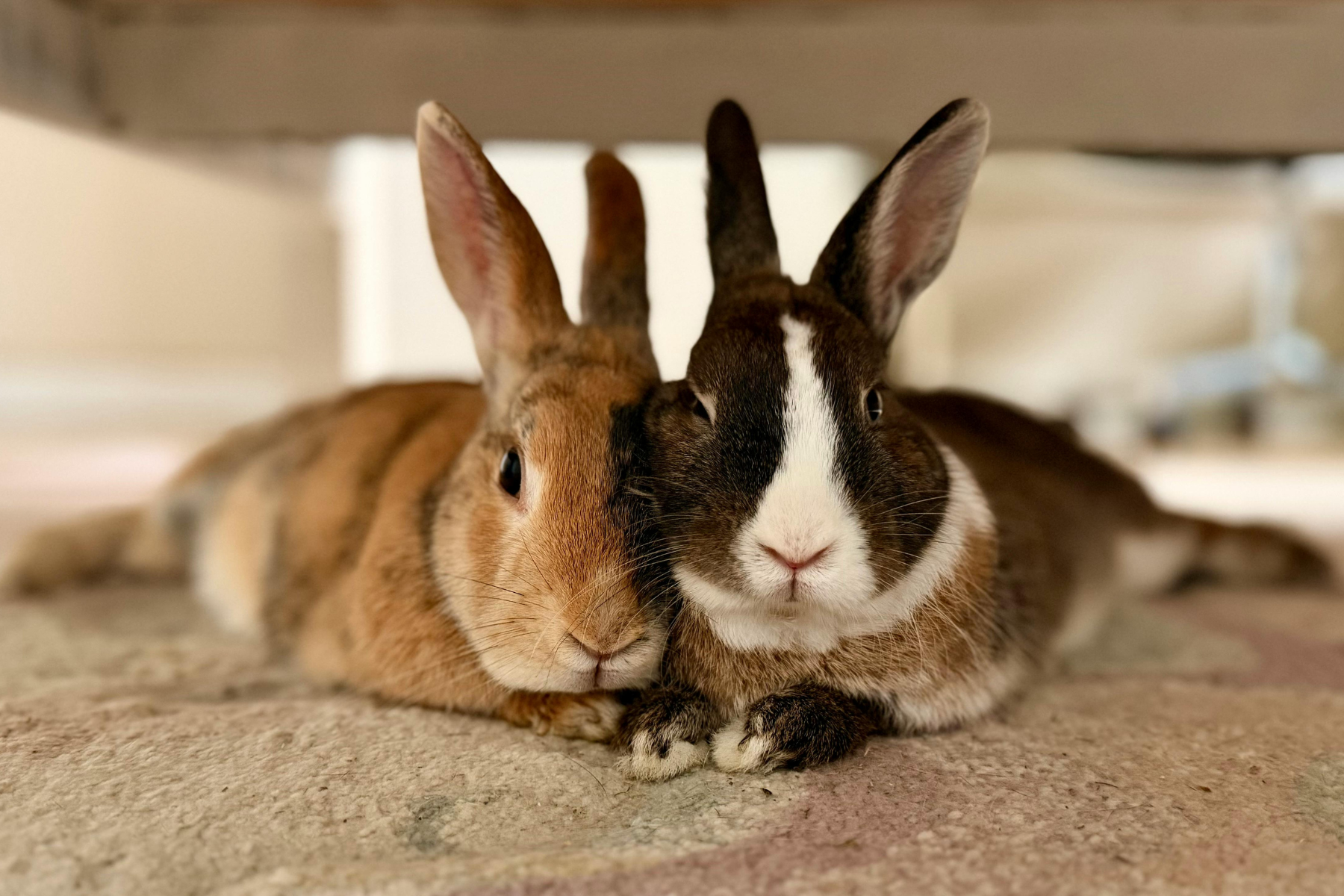 Two rabbits cuddled together