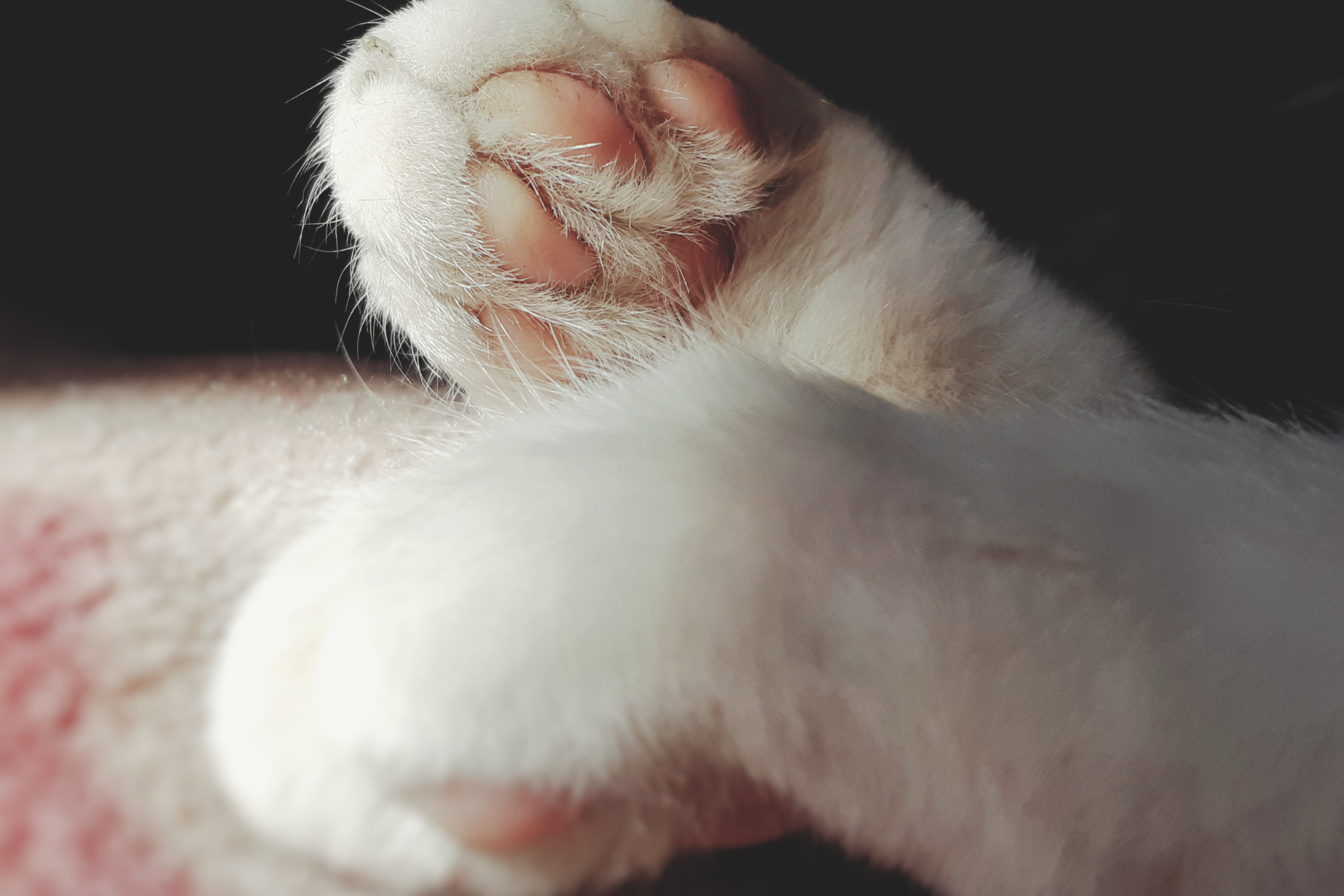 Up close image of cat paws