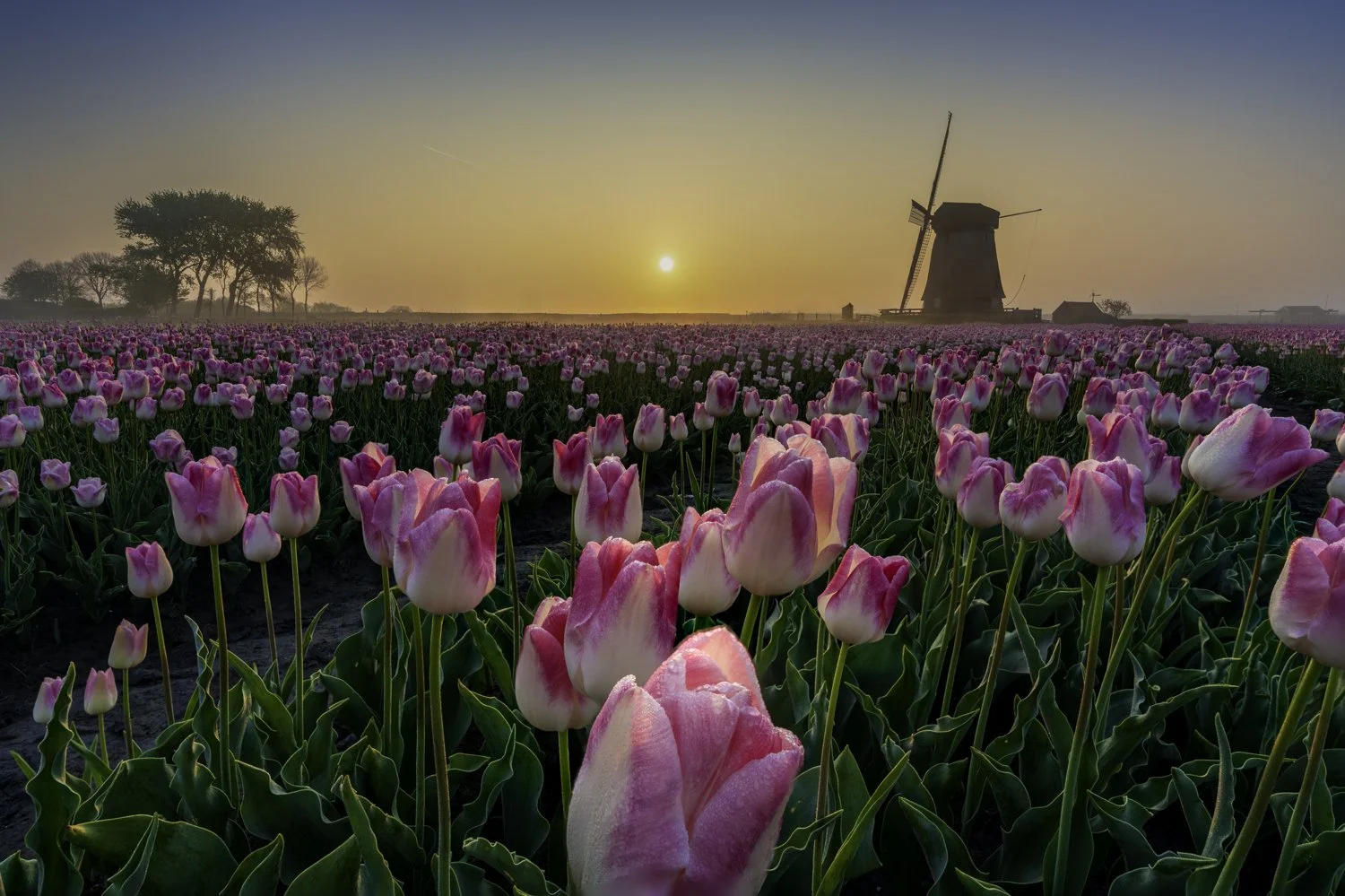 A magical morning among tulips, fog and windmills