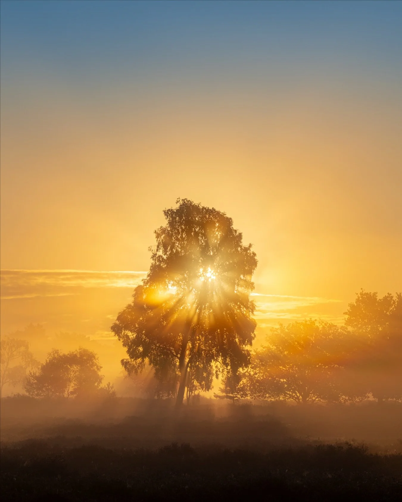 Morning magic on the heath ✨🌿 Mist, sunlight, and blooming heather &mdash; nature at its finest. 💜
Would you start your day here? 🌅🍃

#heidekoorts
#heidefotografie 
#westerheide 
#natuurfotografie 
#mist 
#fog