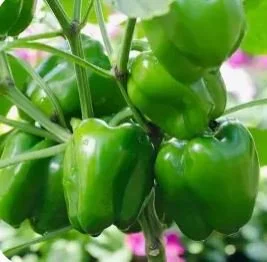 green pepper 1.JPG
