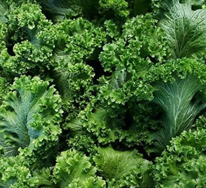 Mustard Greens.JPG