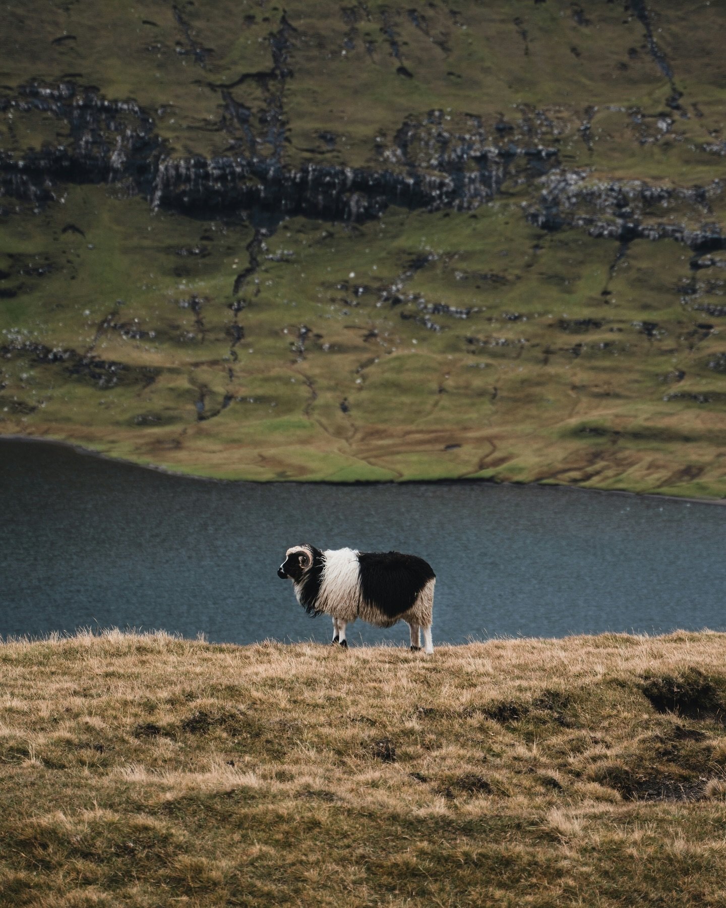 True or False: There are more sheep than people on the Faroe Islands.