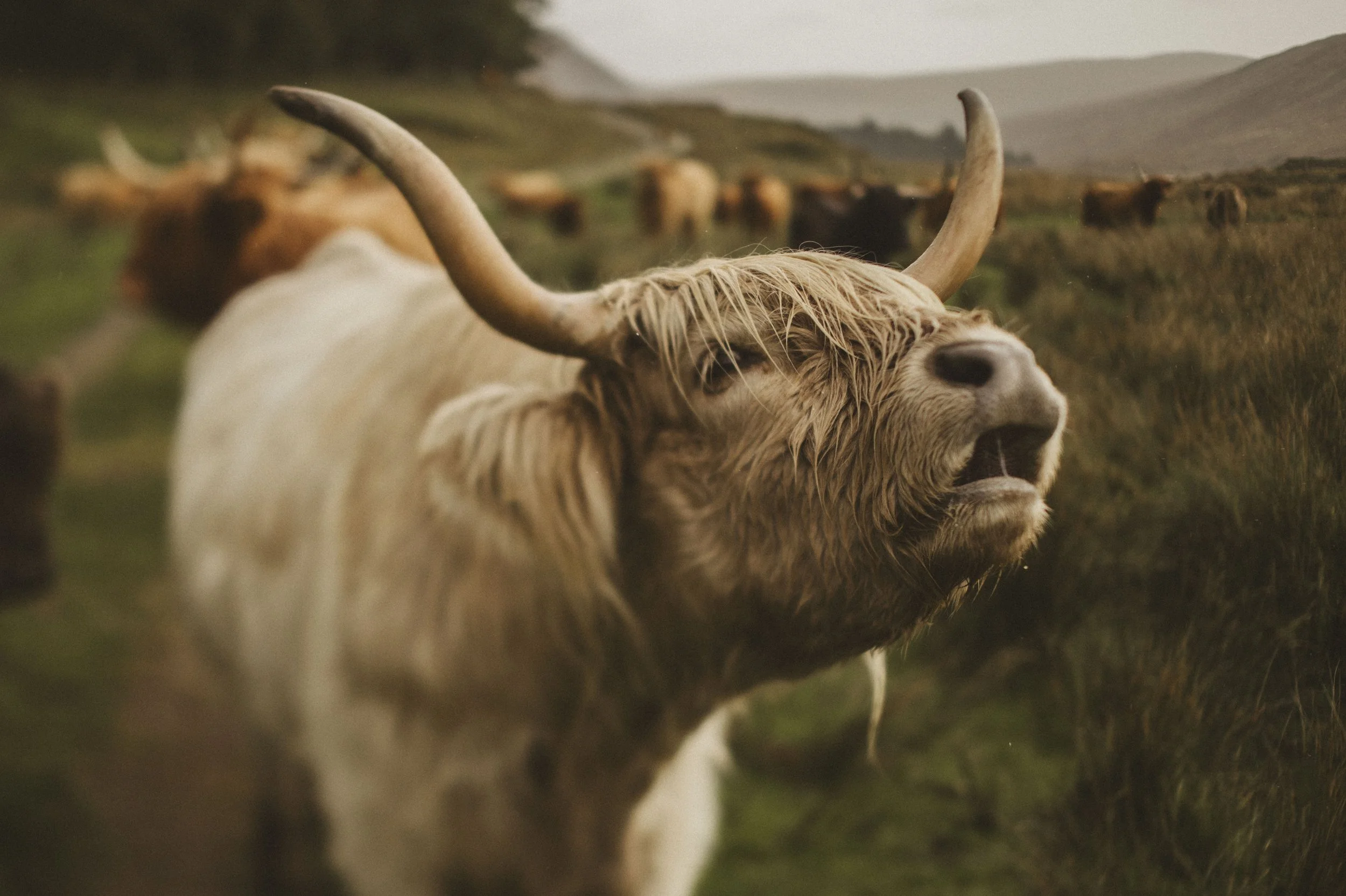 Scotland_154.jpg