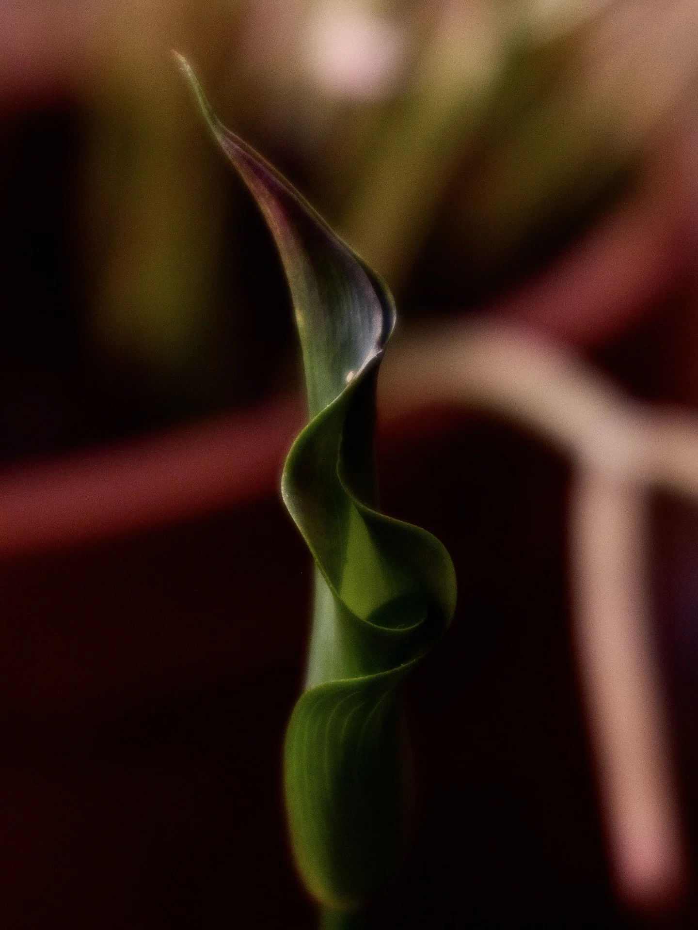 Between petal and skin, between stem and spine, boundaries blur. A body is not only human&mdash;every leaf, every fold of green carries the memory of form, the sensual pulse of desire. 

#fineartphotography #fineartphotographs #naturephotography #bro