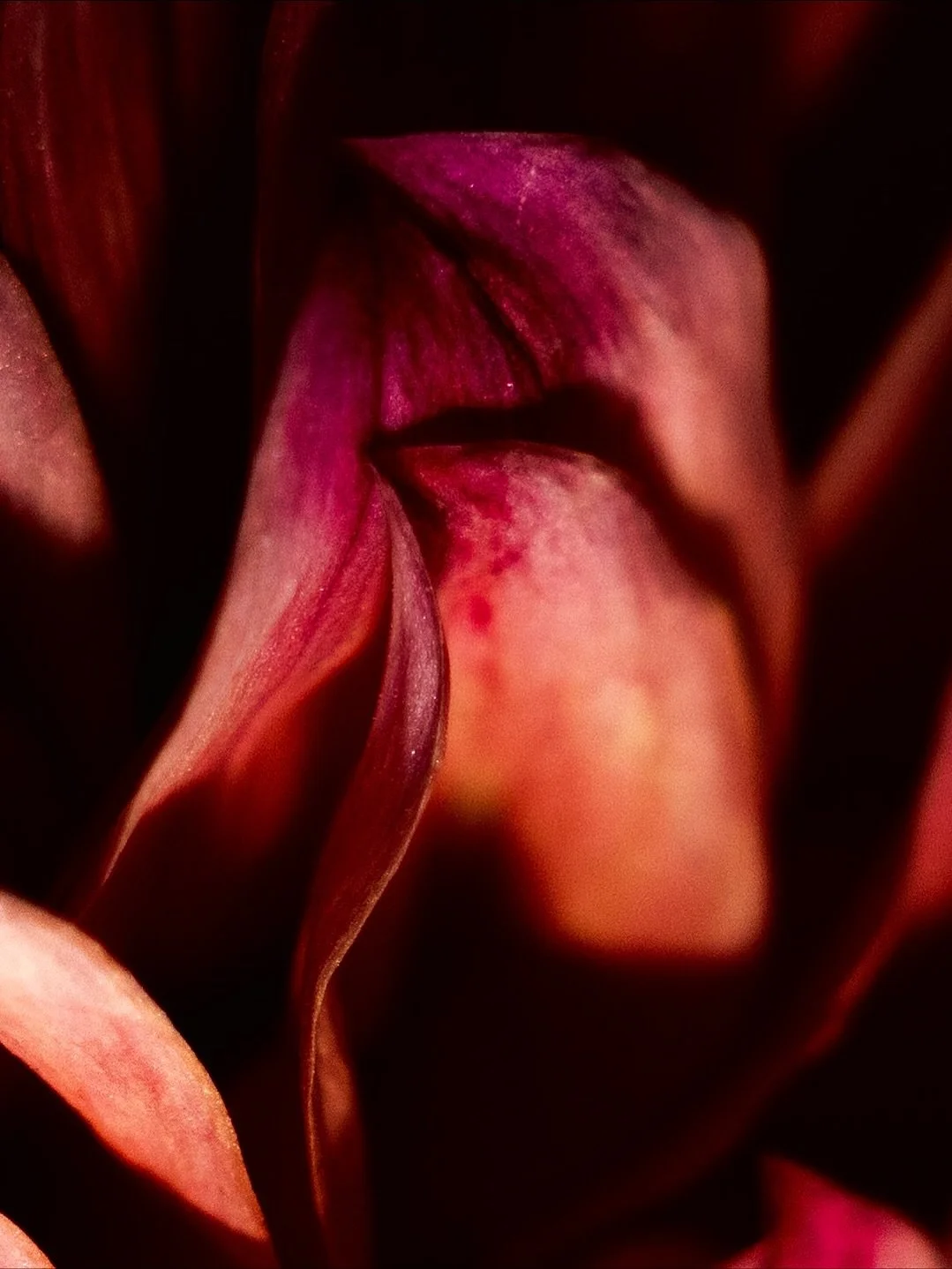 The dialogue between strength and softness, gravity and grace. 

#abstractphotographyart #naturephotography #natureabstractphotography #brooklynartist #fuerzacruda