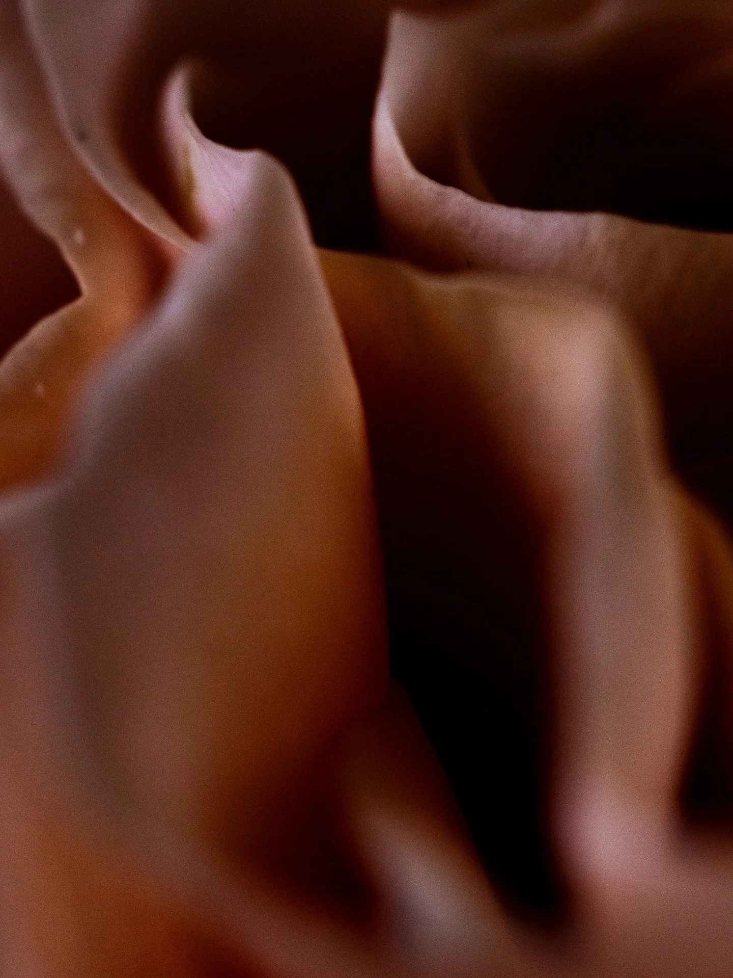 A Rose. Captured fully by responding to my body. As I was looking through the view finder of my camera, using my macro lens, I responded and only pressed the shutter when my body turned on. 

What do you feel when you see these photos? How does your 