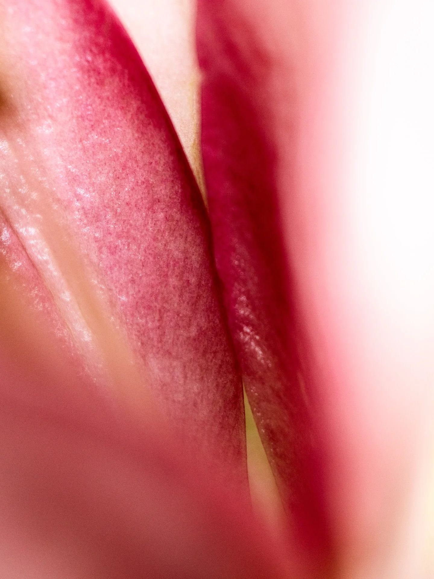 This week&rsquo;s RAW Captures

#flowerphotography #naturephotoportal #naturephotographers #macrophotos #sensualphotography