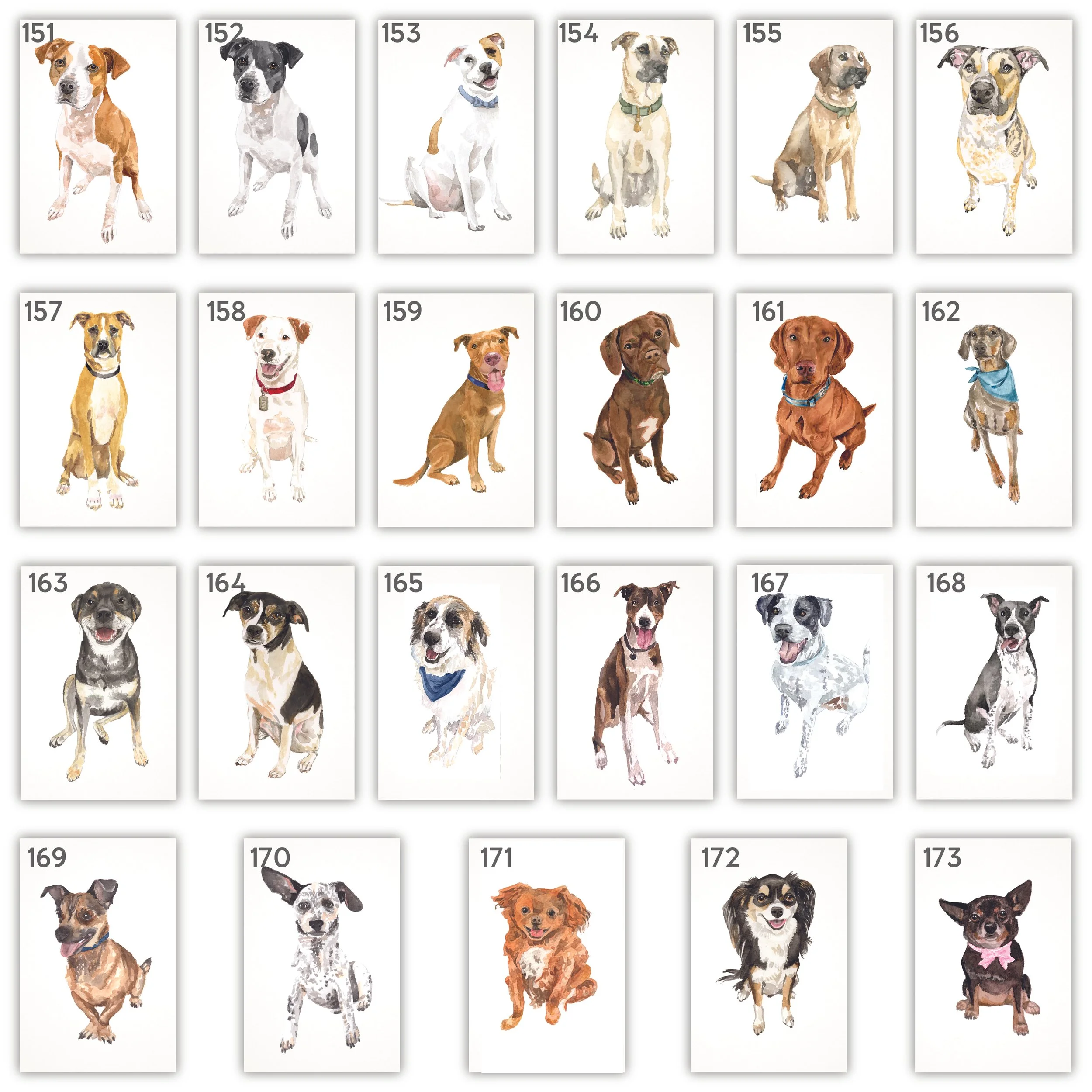 All Pets with Numbers-08.jpg