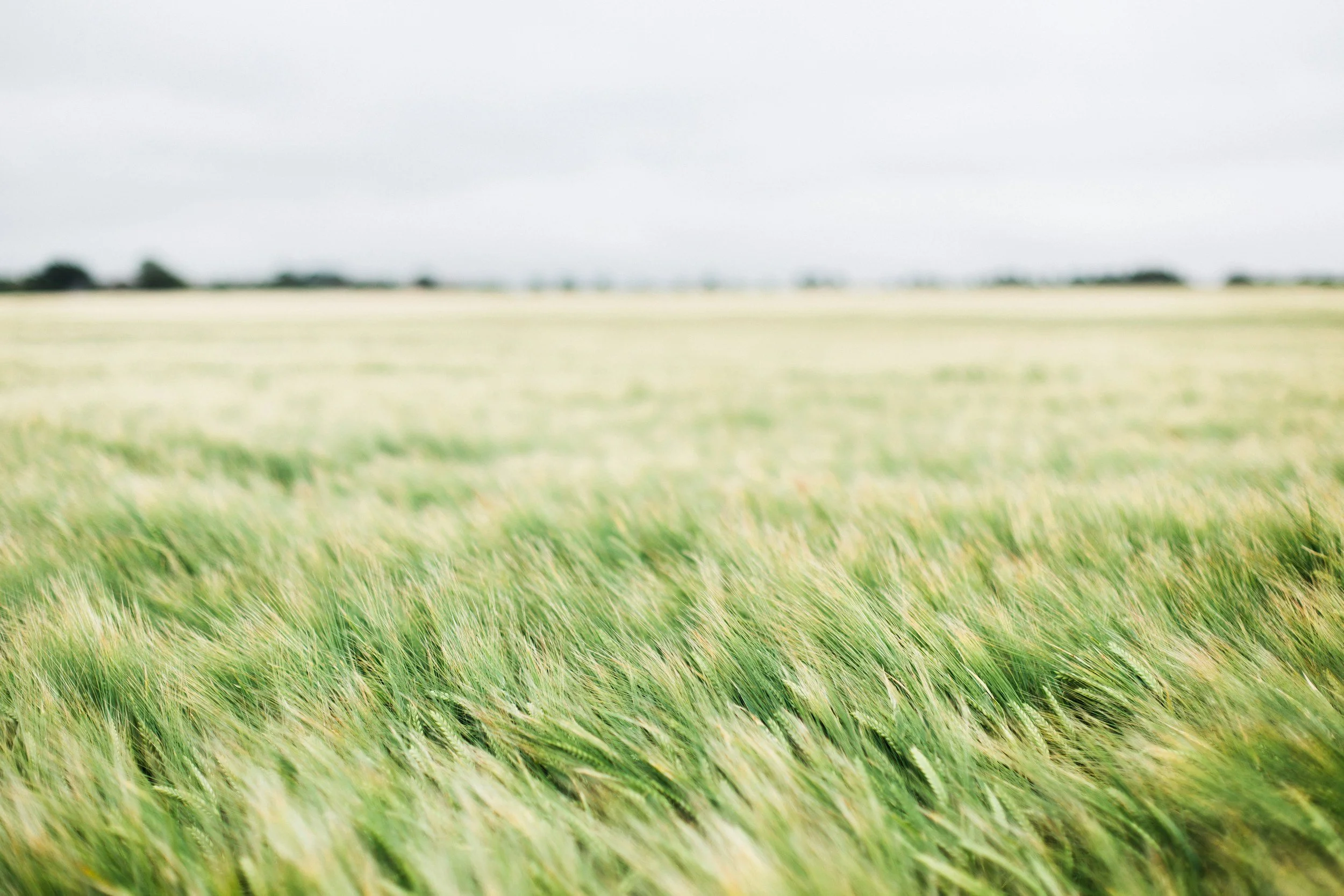 A vast field of green wheat or barley under a cloudy sky.