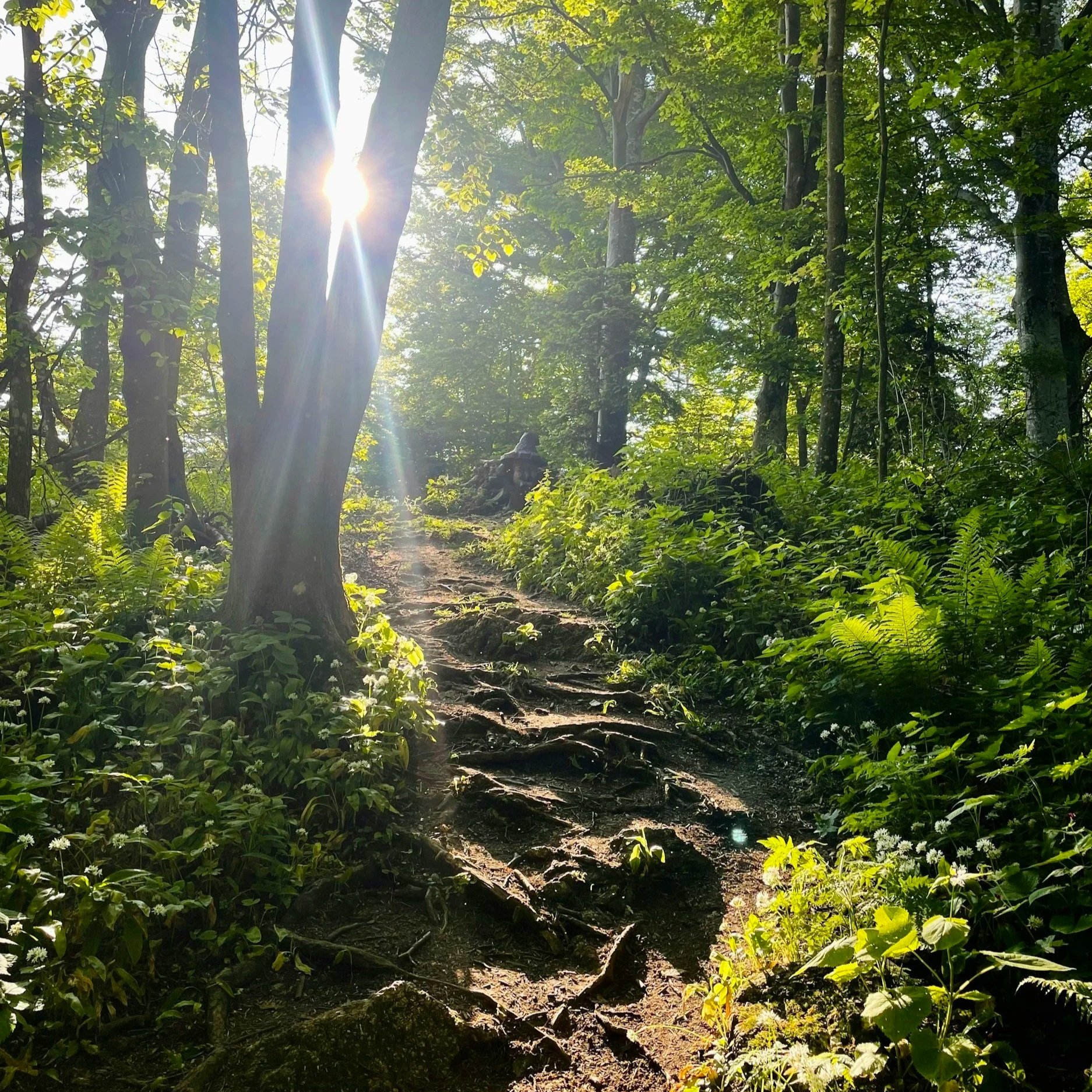 feeling calm and regulated after trauma processing